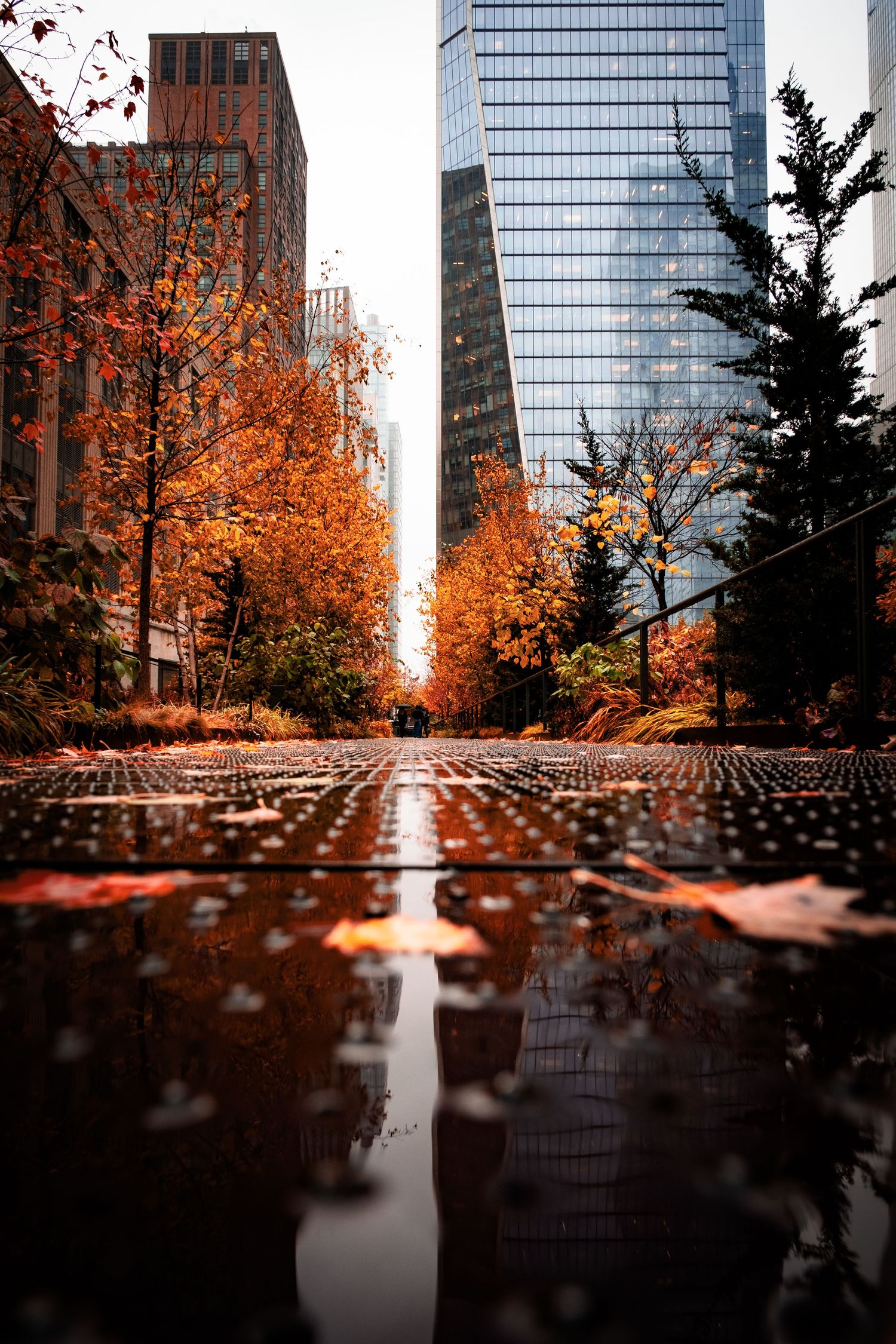 Urban autumn scene with fallen orange leaves on wet ground reflecting glass skyscrapers and evergreen trees.
