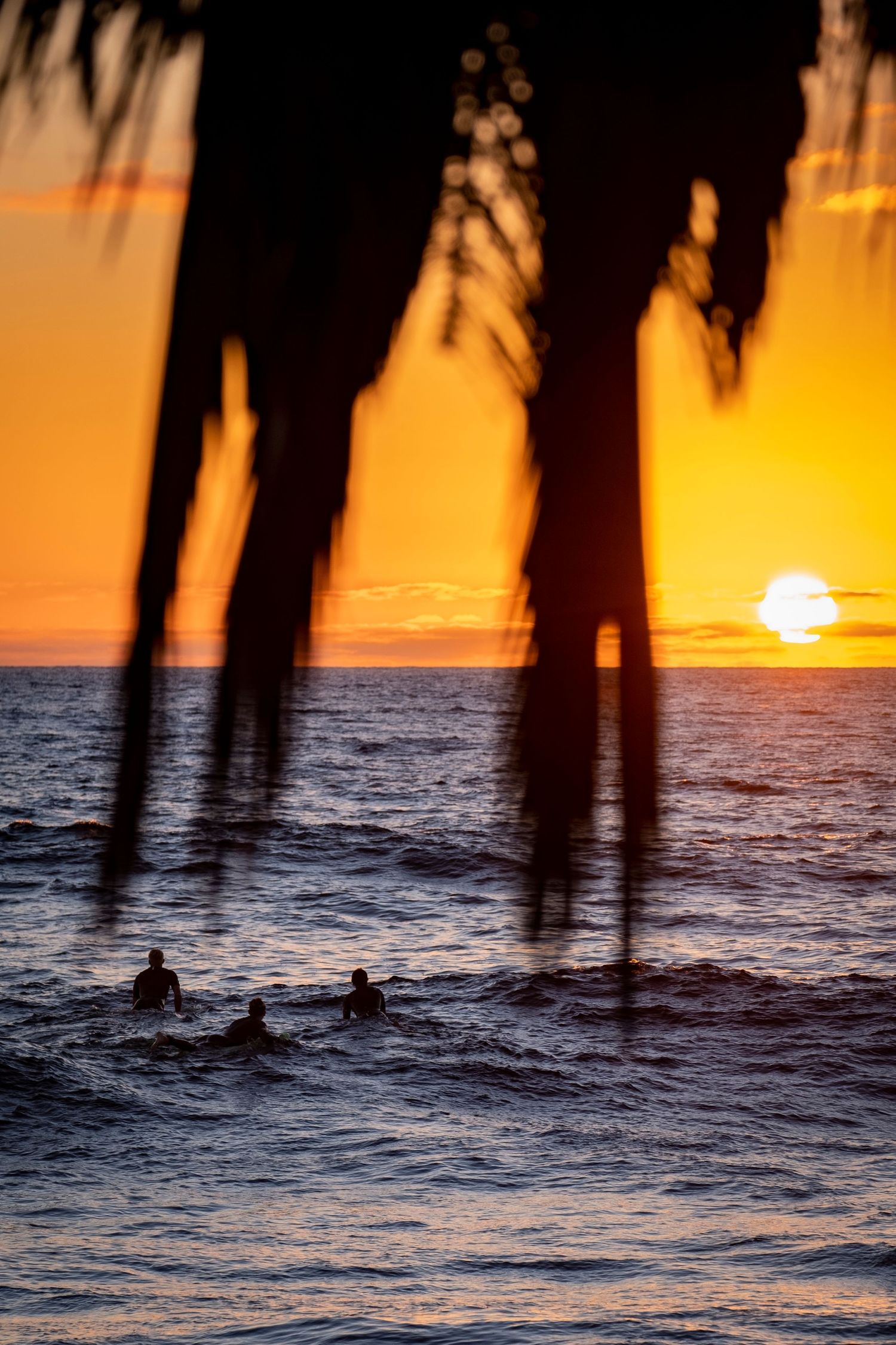 Silhouetted palm fronds frame surfers in ocean during golden sunset.