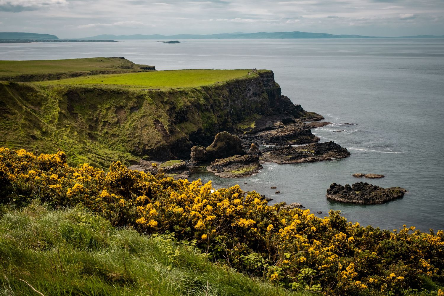 Dramatic coastal landscape with rugged cliffs and yellow gorse flowers overlooking a serene ocean bay.