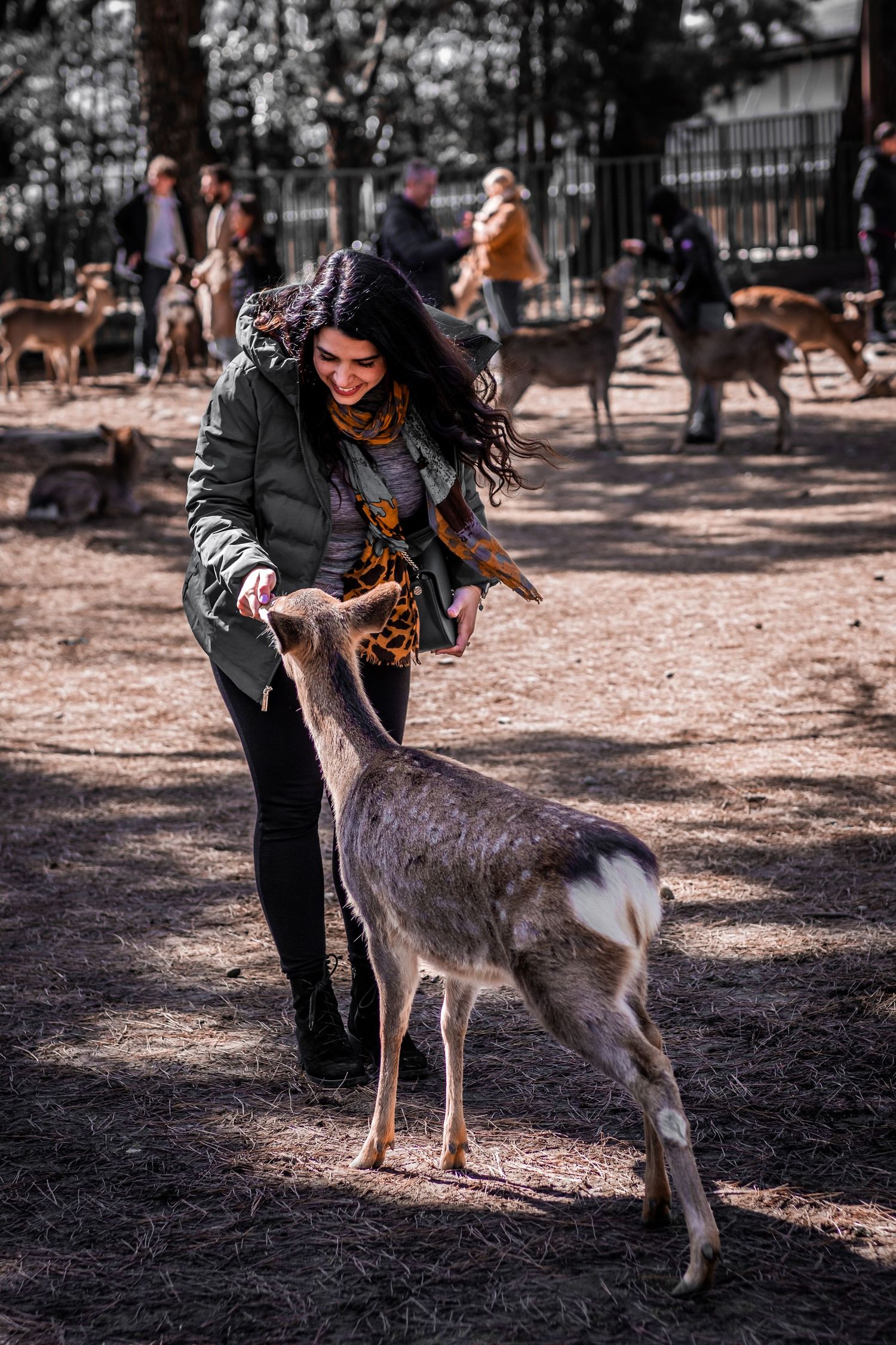 Person petting and interacting with a grey deer in a park setting.