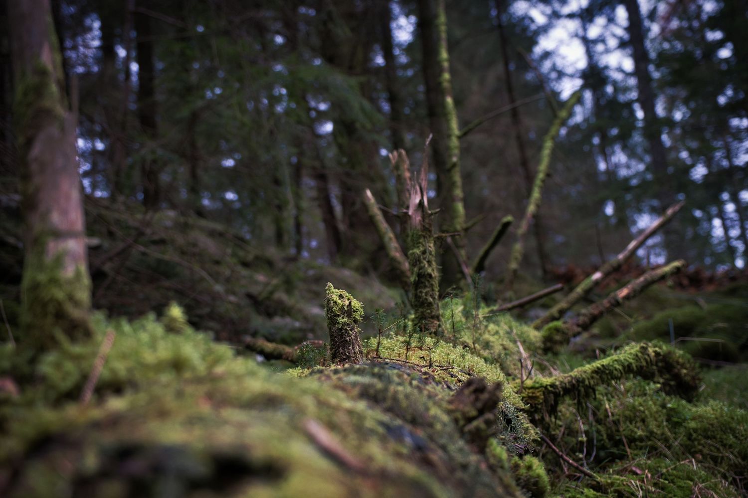 Mossy forest floor in deep woods with sunlight filtering through dense evergreen trees.