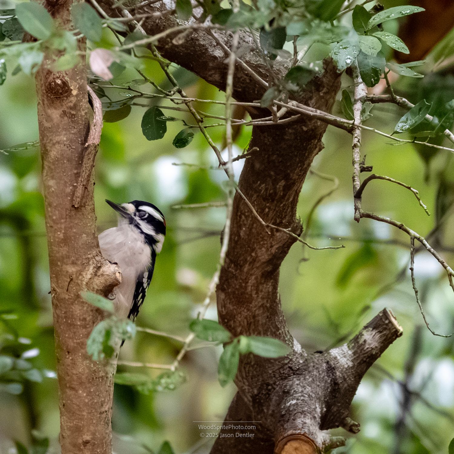 A Downy Woodpecker (Picoides pubescens) clings to the trunk of a tree.