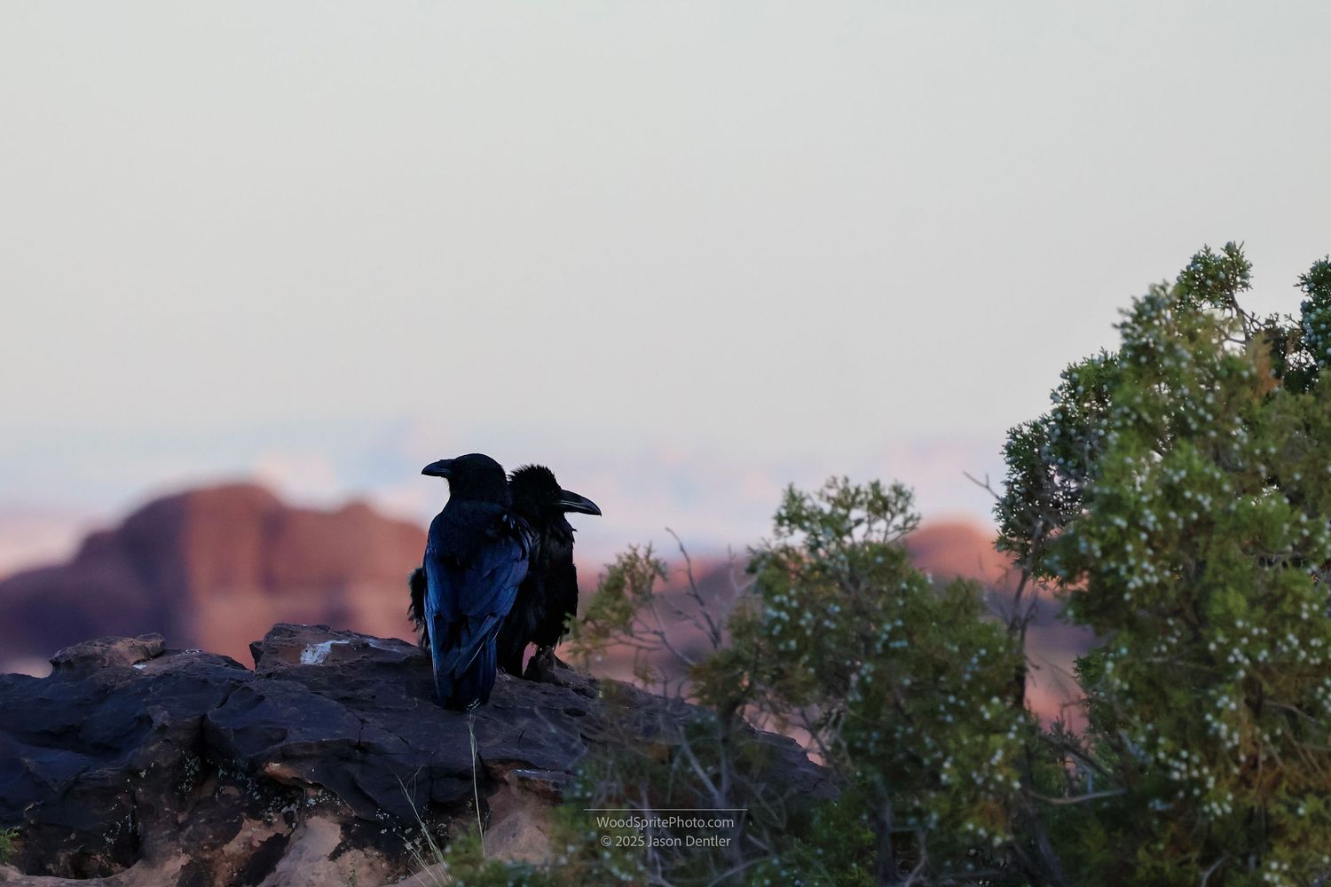 Two black birds perch on a rocky outcrop at sunrise in Arches National Park, Utah. The landscape behind them features a distant, reddish-ora