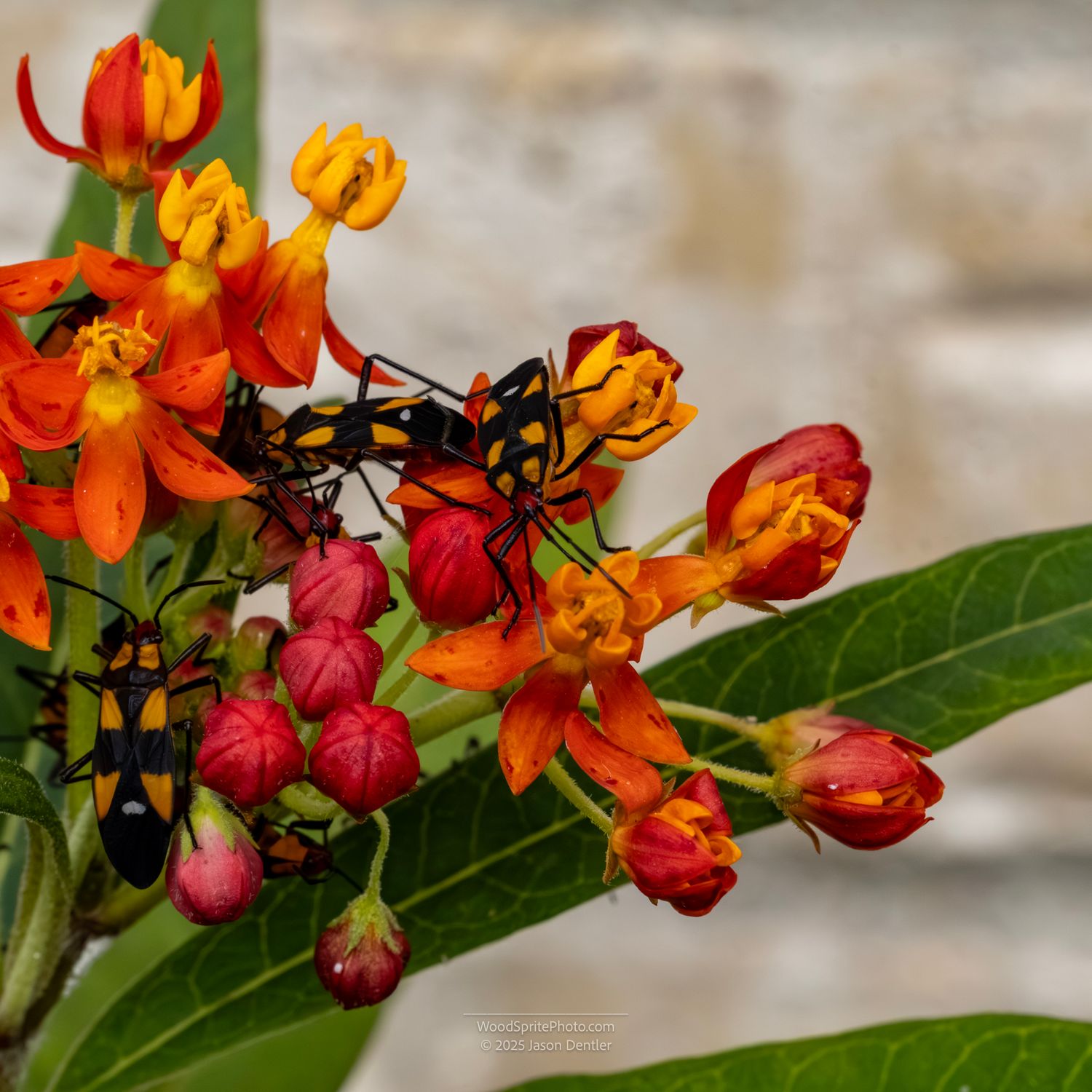 Close-up of milkweed flowers and several black and yellow insects on green leaves.