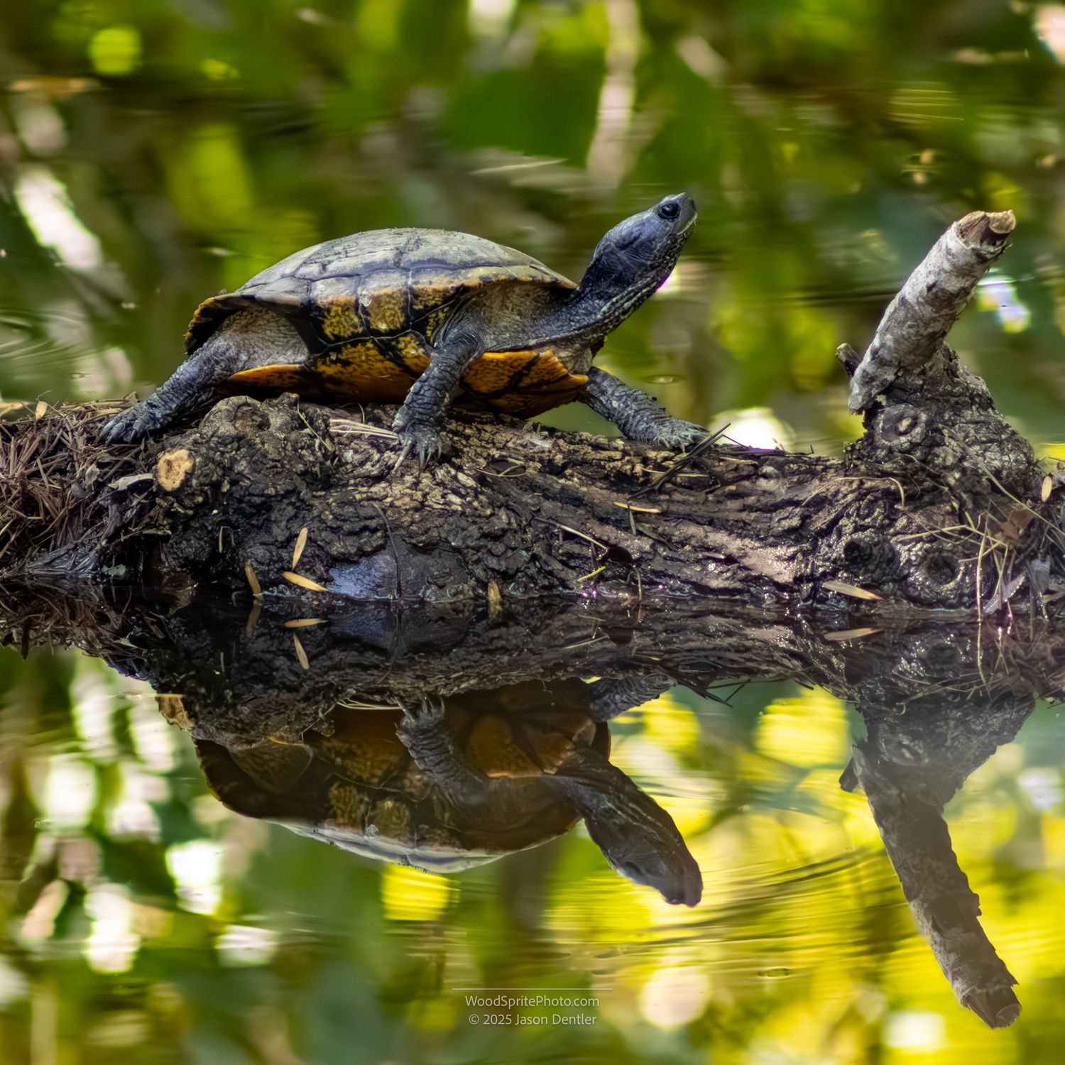 A red-eared slider turtle sits on a partially submerged log in a body of water.