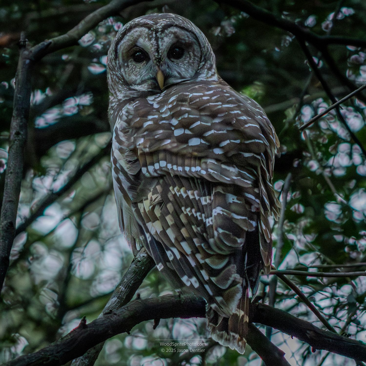 Barred owl perched on a tree branch.