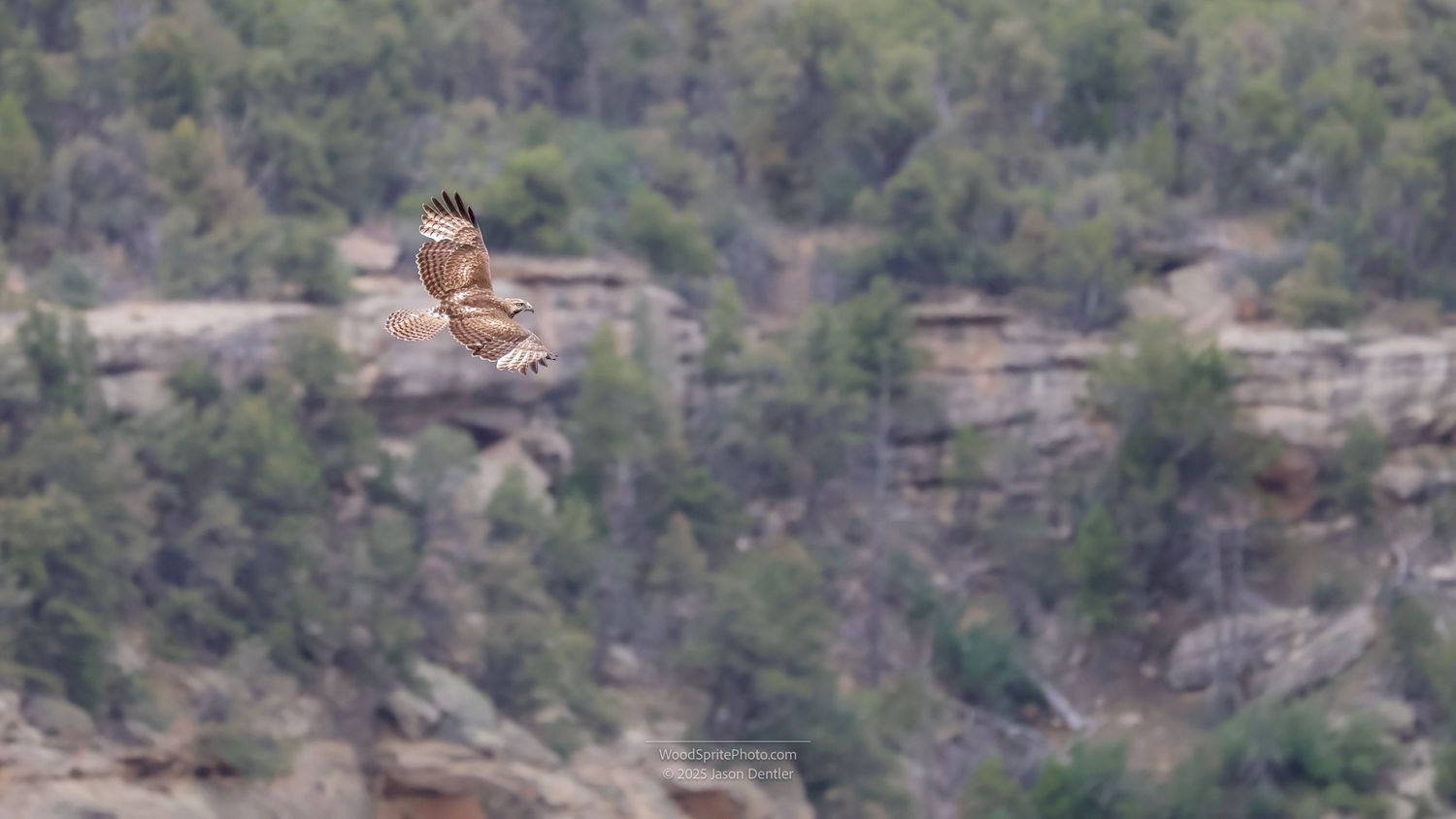 A hawk soars over a forested mountainside. The bird is in flight, with a clear sky above and dense vegetation below.