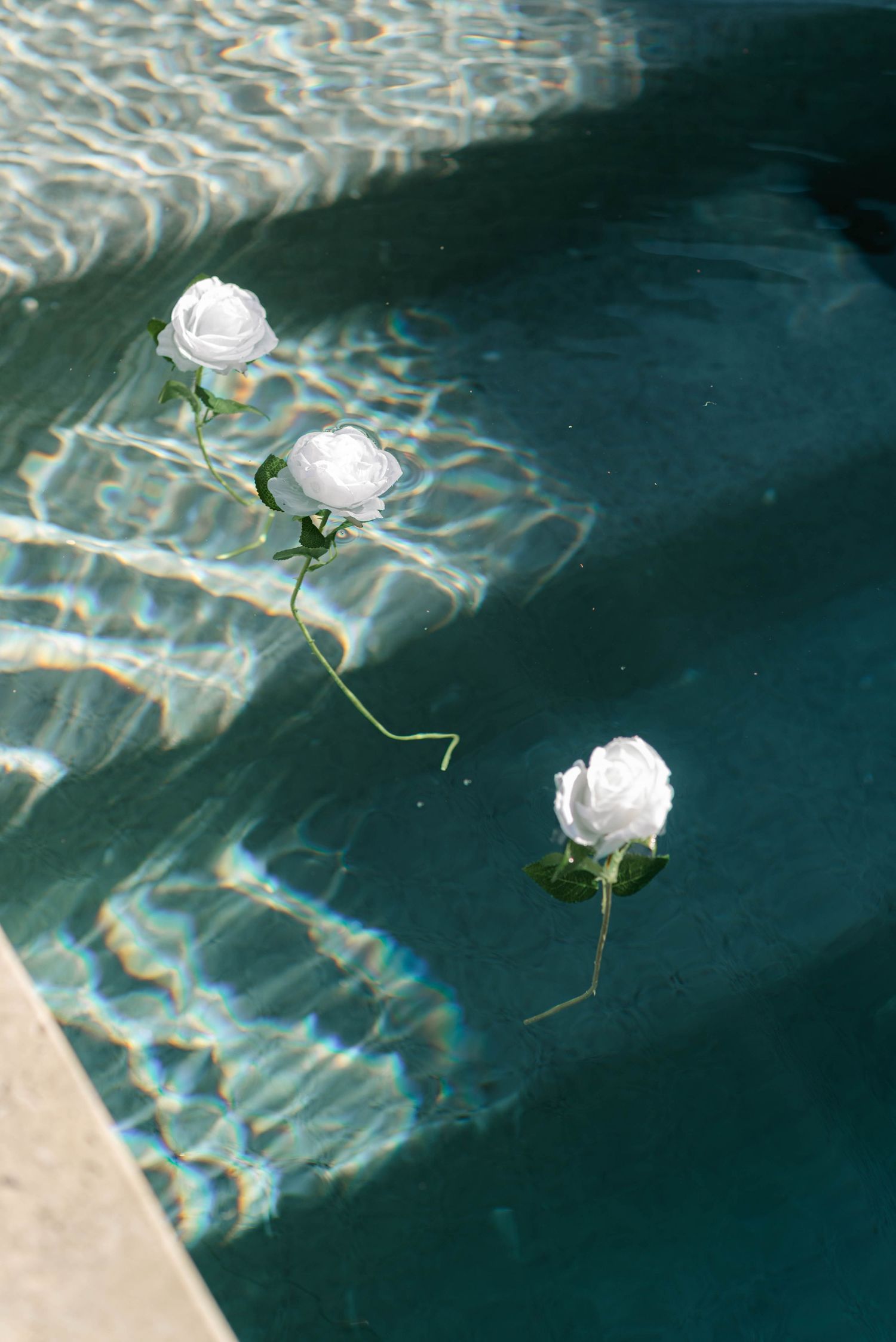 White roses floating in a swimming pool with rippling water reflections.