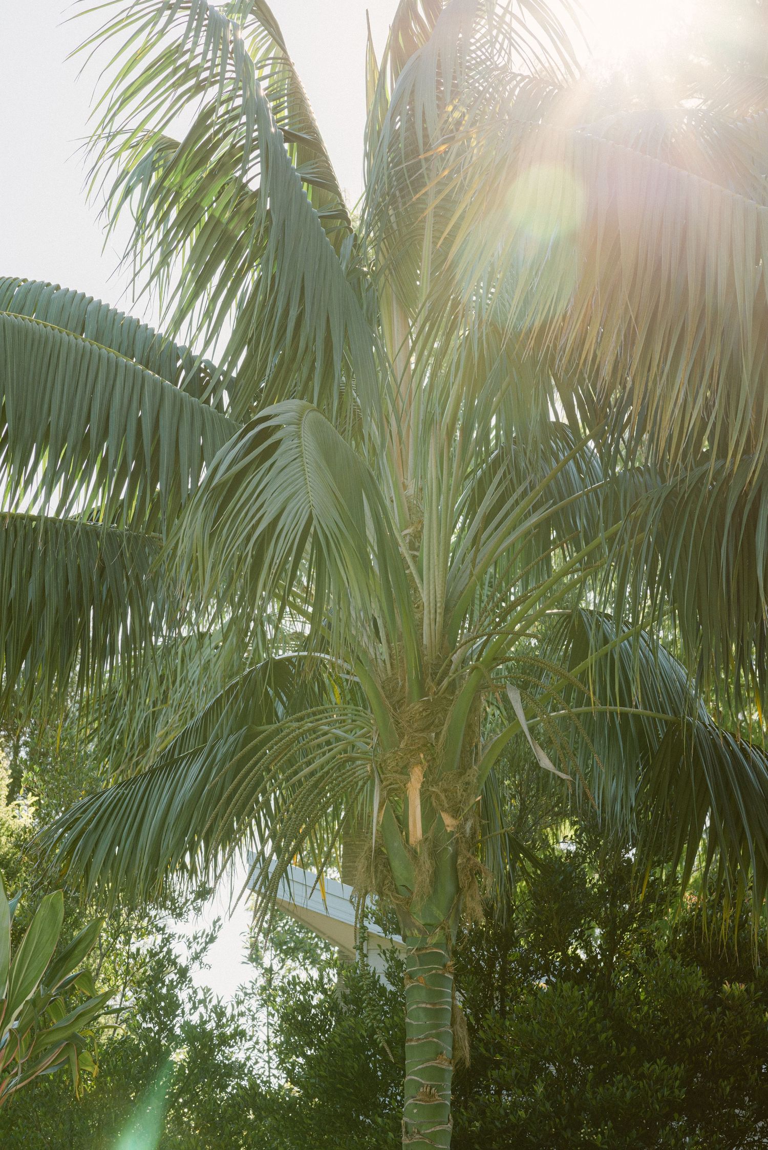Sunlight filters through tropical palm fronds creating a bright natural lens flare effect against a blue sky.