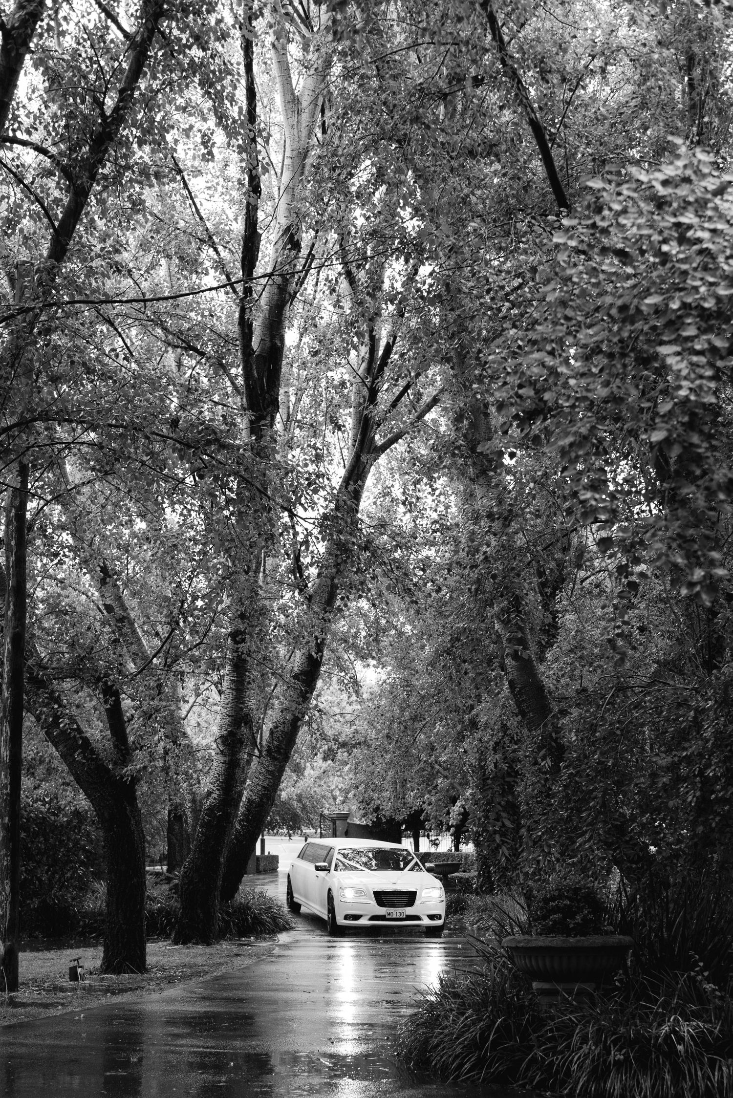 Tree-lined driveway on rainy wedding day with cars parked along the path.