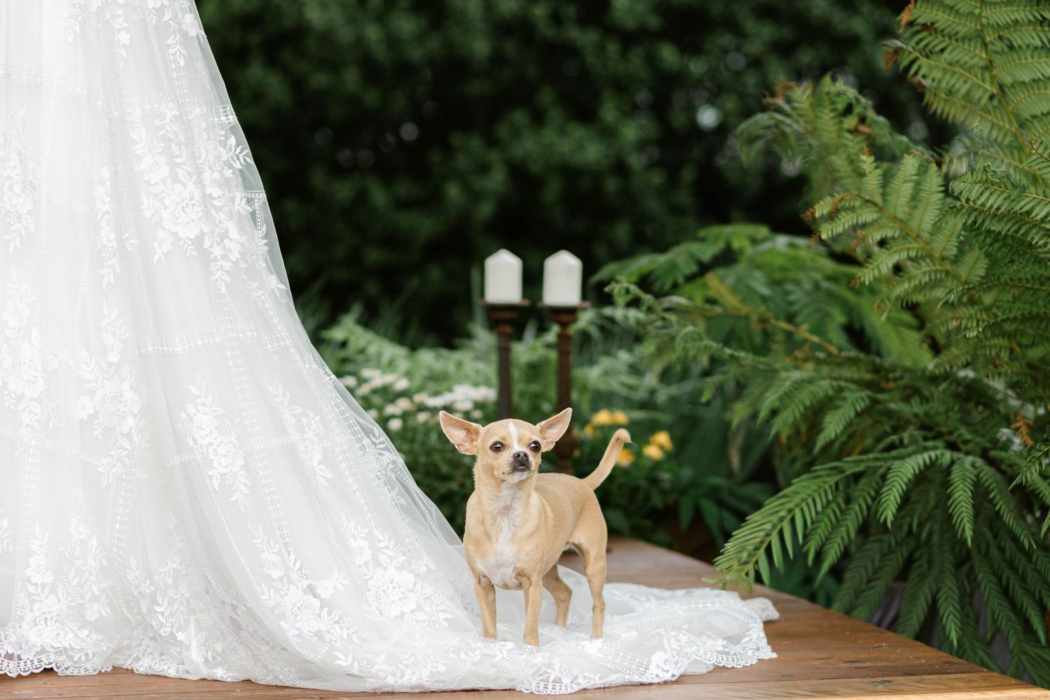 Small deer standing near flowing white wedding dress train outdoors among ferns and greenery.