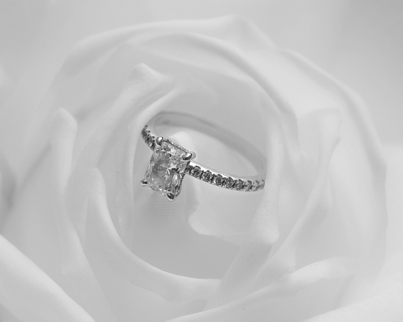 Elegant diamond solitaire engagement ring with pavé band resting in a white rose, black and white photography.