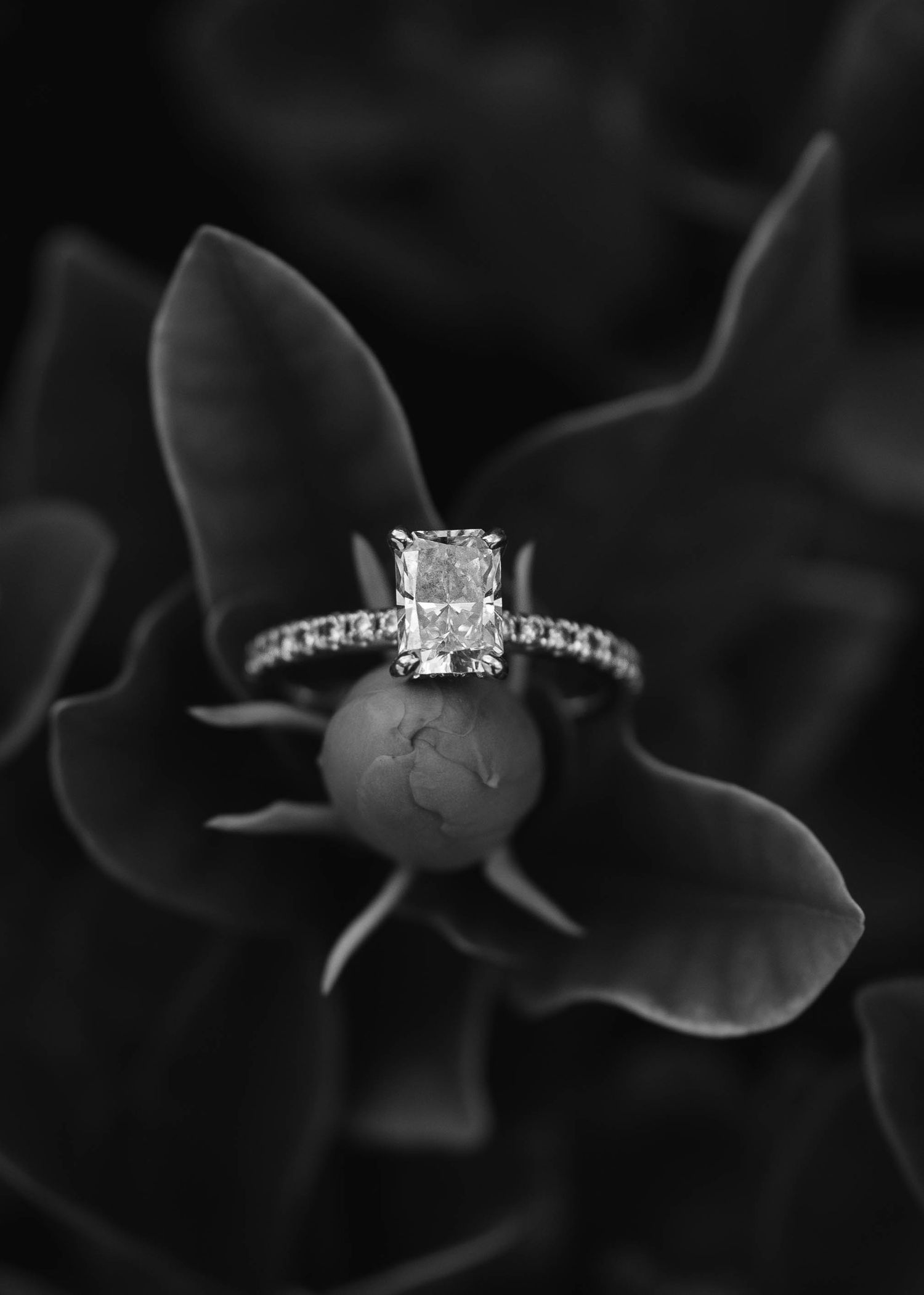 Black and white photo of a radiant cut diamond solitaire engagement ring with pave band resting on a flower bud.