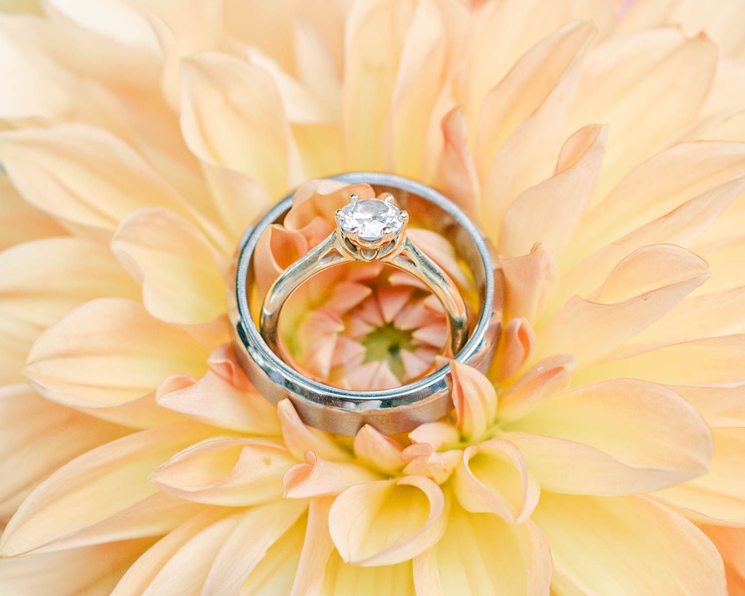 Peach-colored dahlia flower petals with a diamond engagement ring nestled among the delicate blooms.