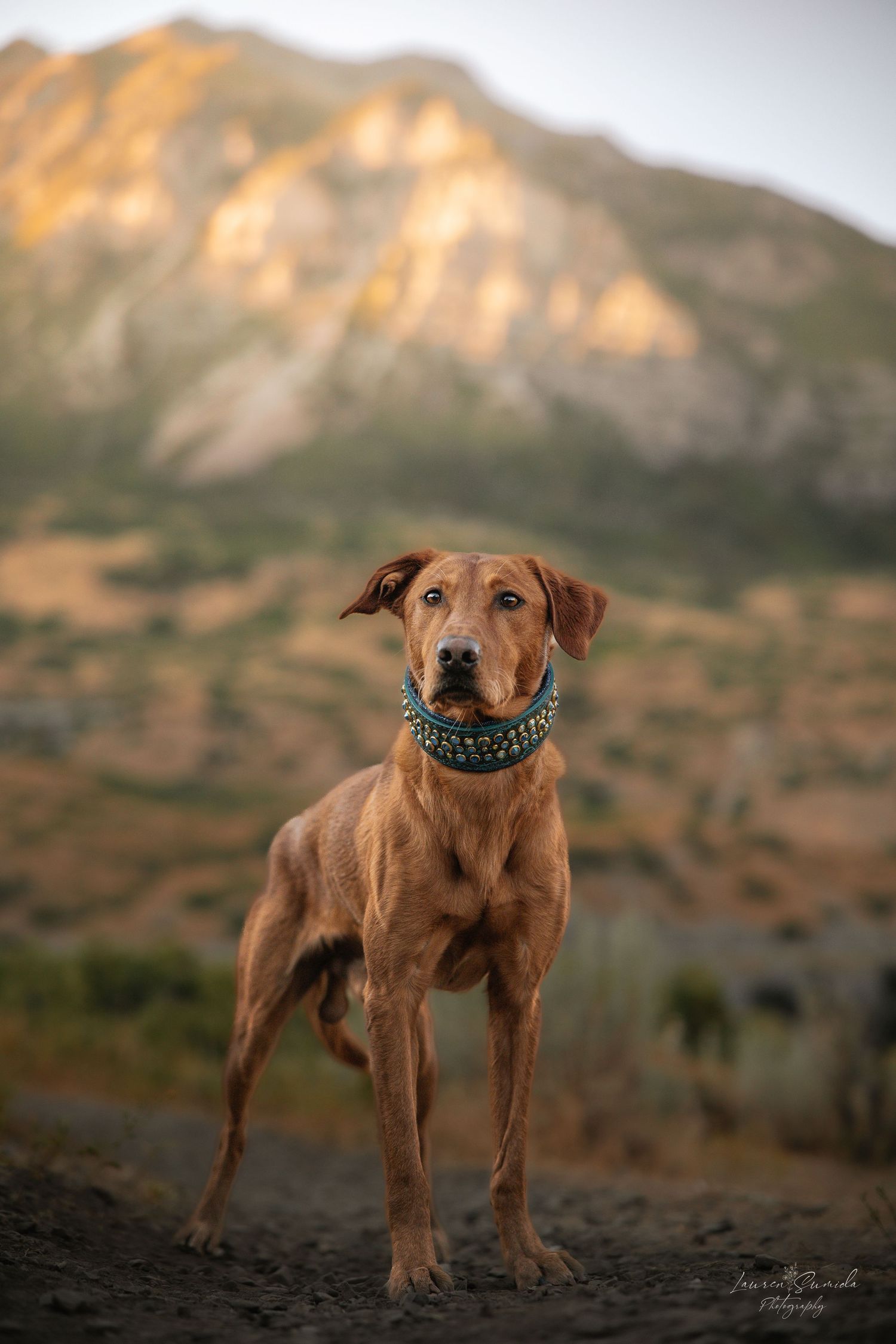 Brown dog wearing blue collar poses against mountain backdrop during golden hour.