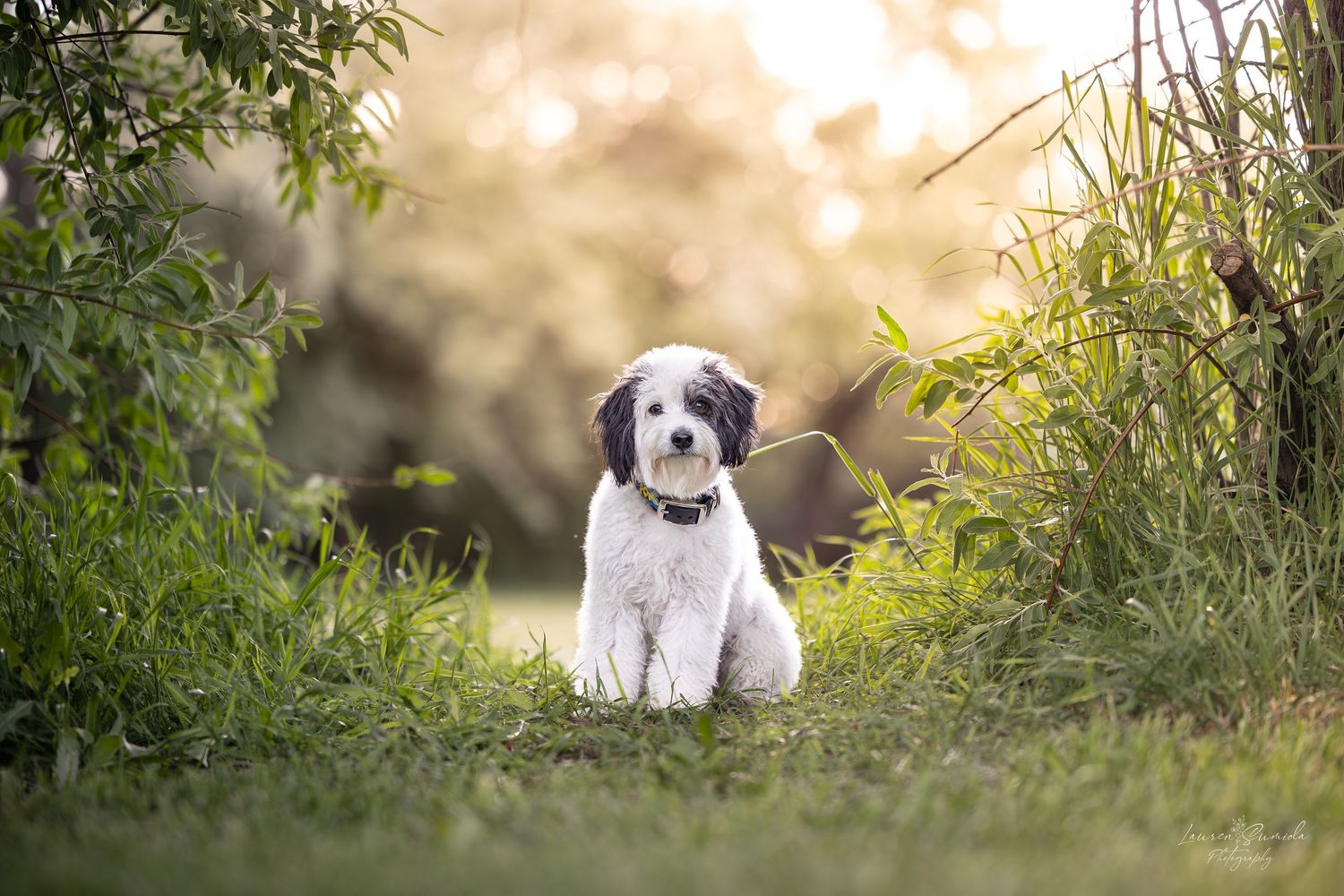 Black and white puppy sits in tall grass during golden sunset.