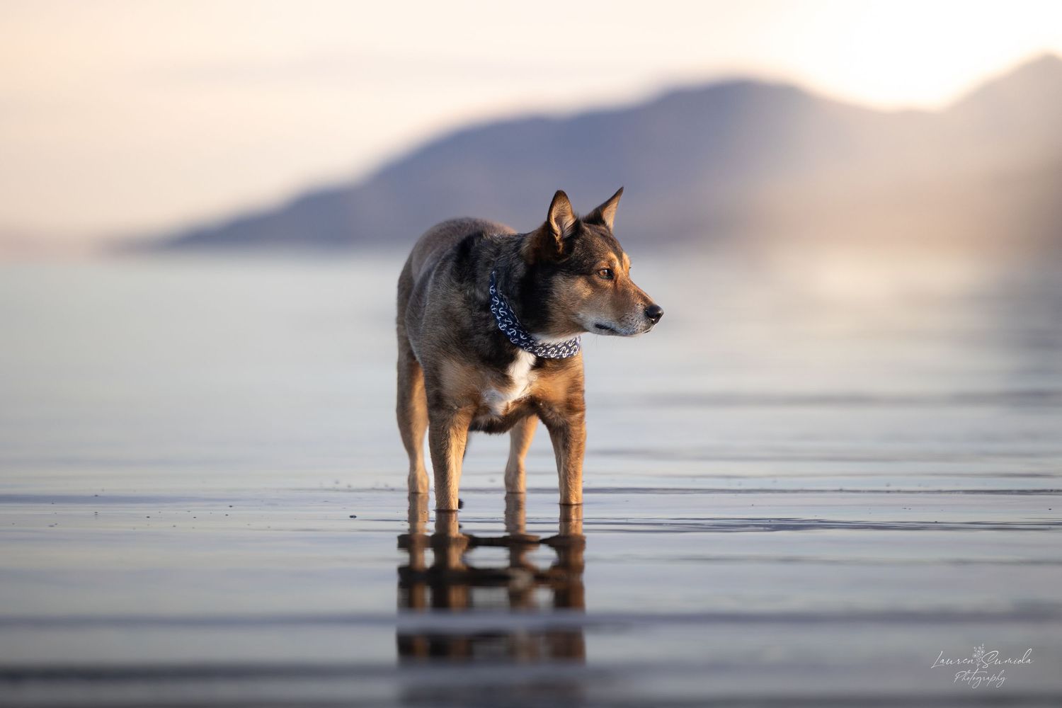 A dog stands silhouetted against a misty lake at sunset creating a serene and peaceful scene.