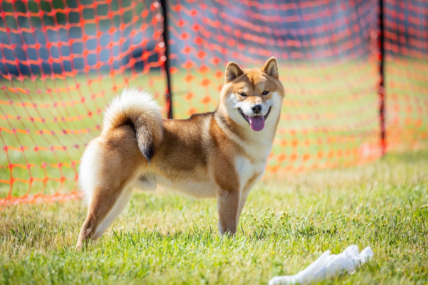 A Shiba Inu standing proudly on grass with orange safety netting in background.