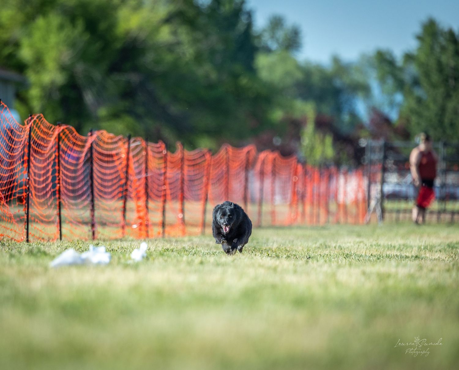 Low angle view of agility course with orange safety fencing stretching across a grassy field.