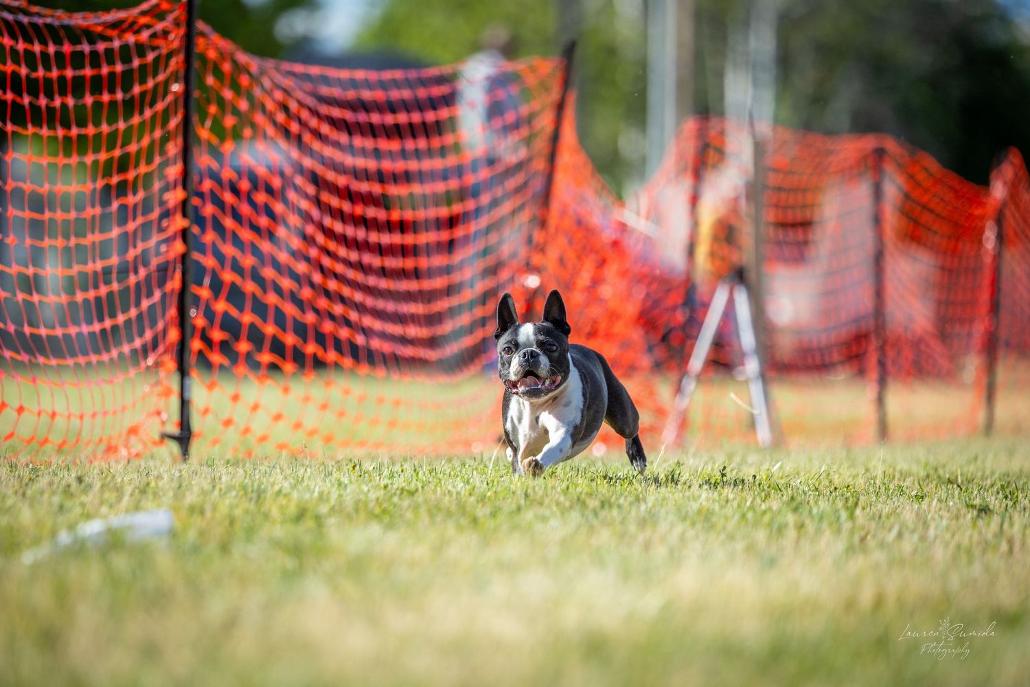 Black and white terrier running alongside orange mesh fencing during an outdoor competition.