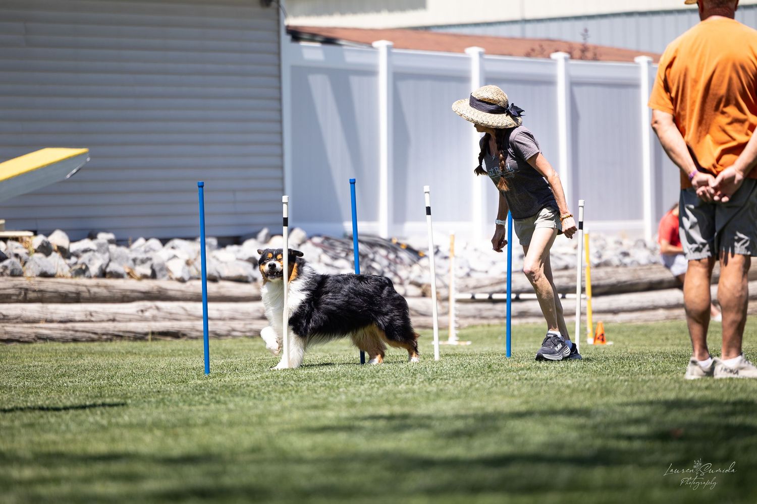 A black and white dog navigating through weave poles in an agility course.