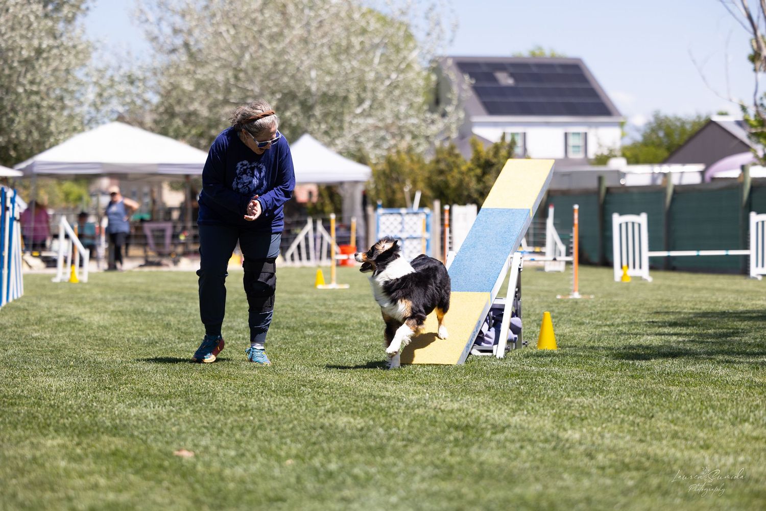 Dog jumping over white barriers in outdoor agility competition course.
