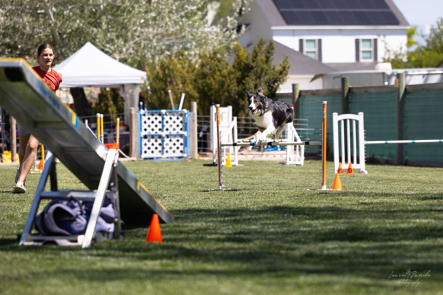 Panoramic view of dog agility event with obstacles and white tents.