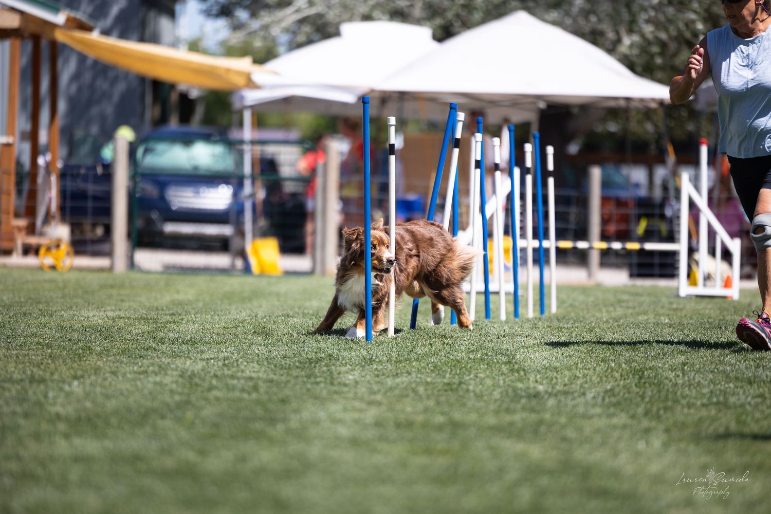 Dog running through agility course weaving poles on grassy field during competition.