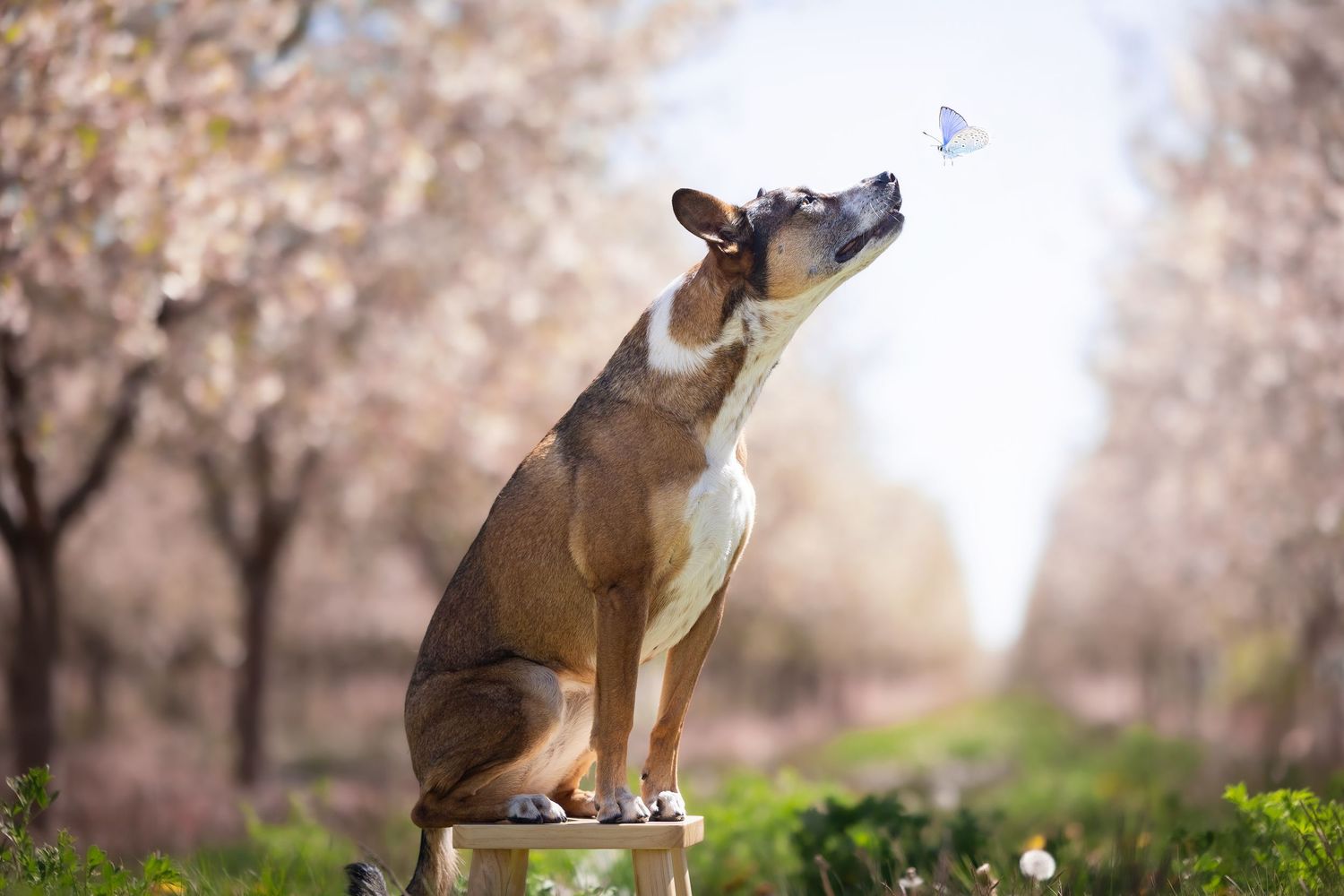 Dog portrait series with cherry blossoms in the background creating a dreamy spring atmosphere.