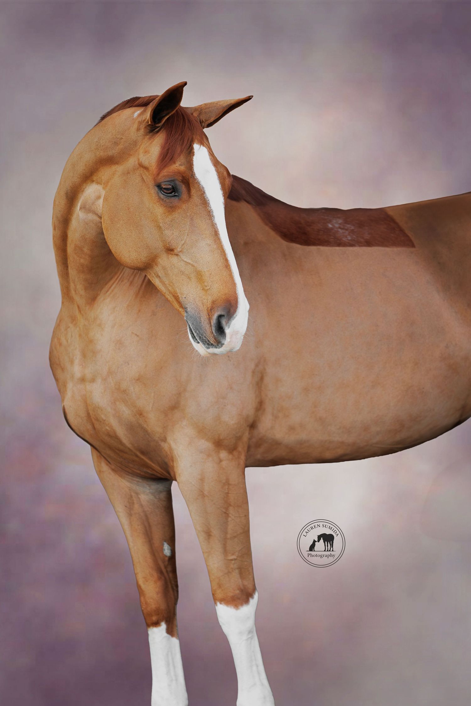 Profile view of a chestnut horse with white facial markings against a purple background.