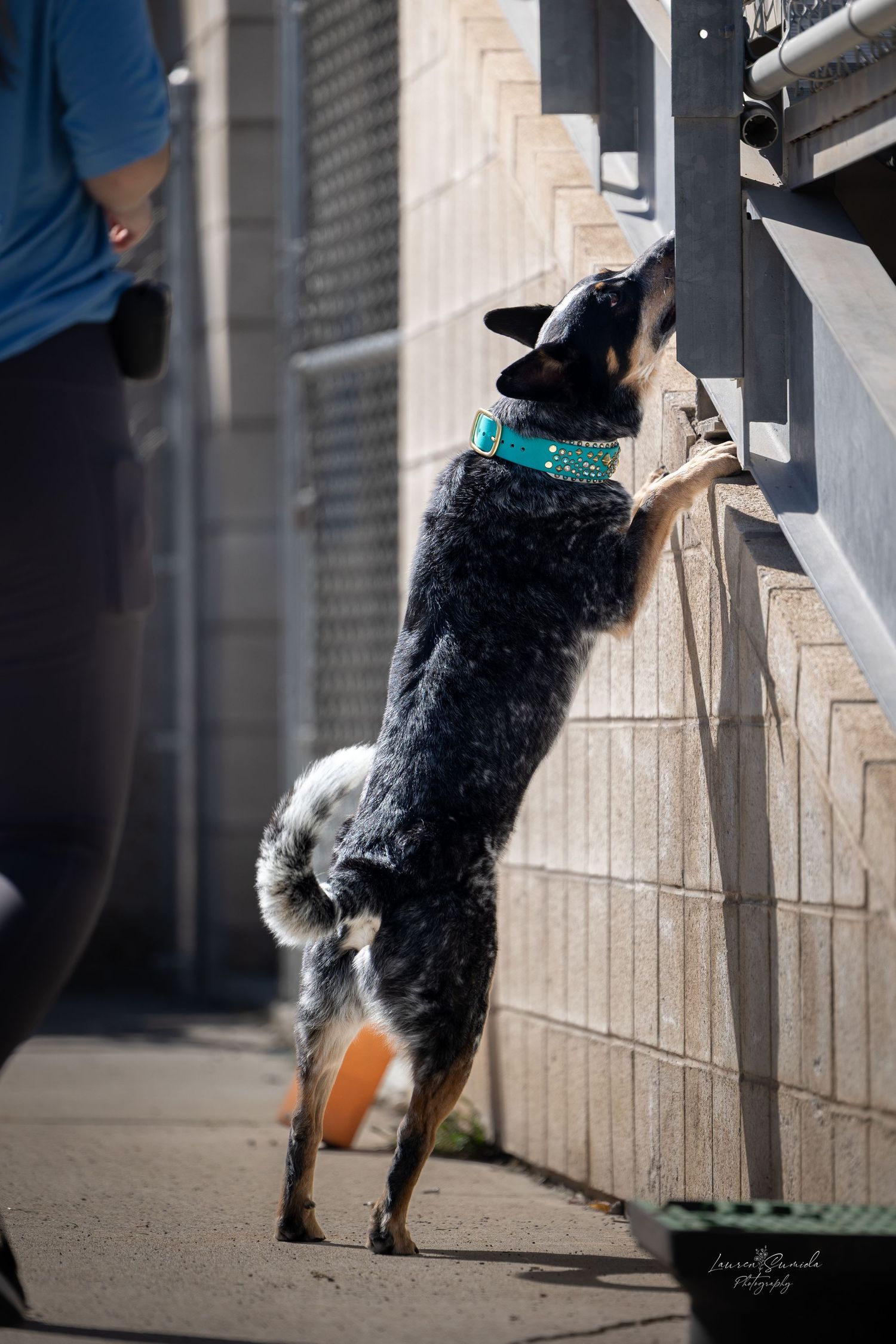 A black and white dog stands on hind legs to investigate a wall mounted object.