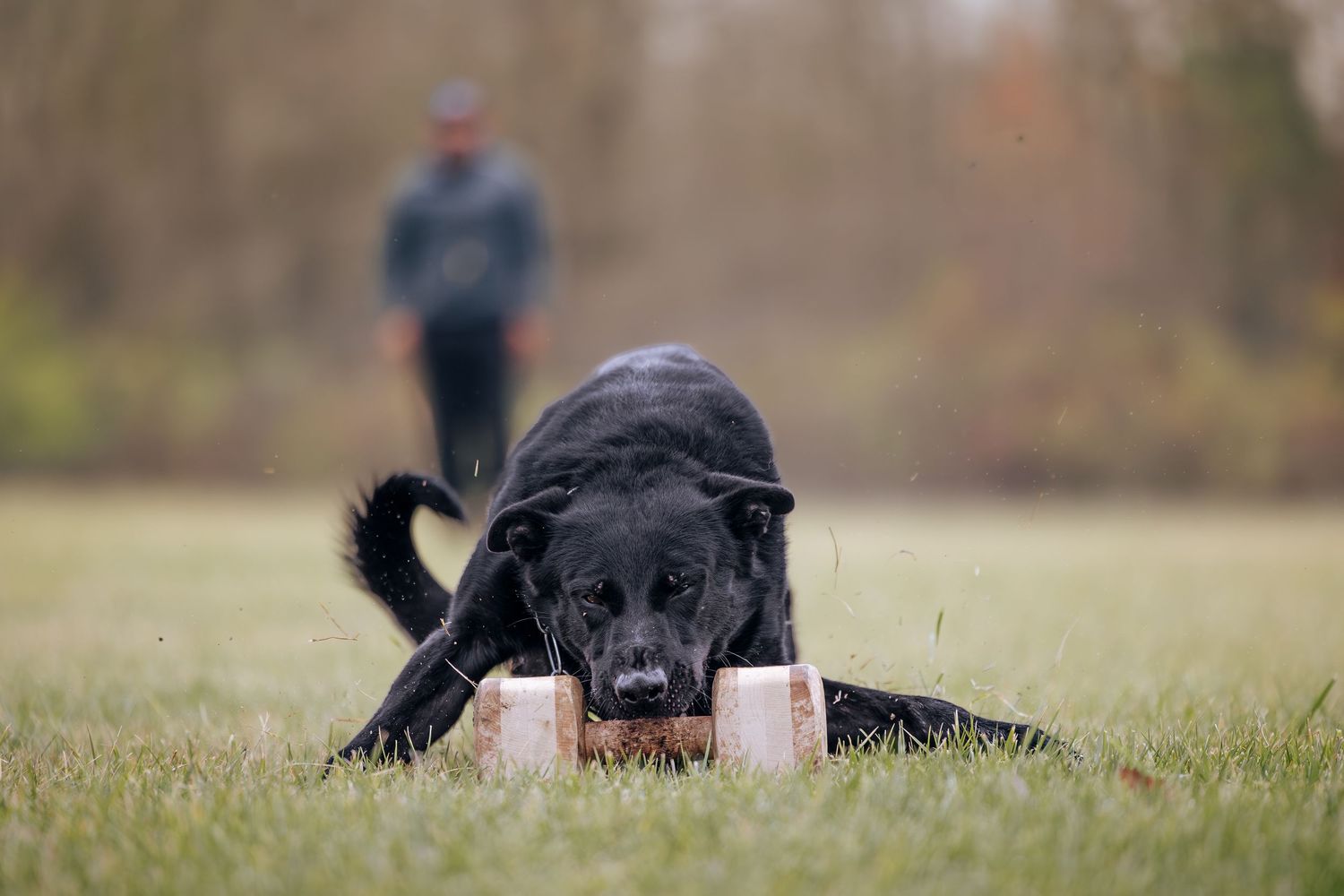 Black dog grabbing training equipment during outdoor exercise session.