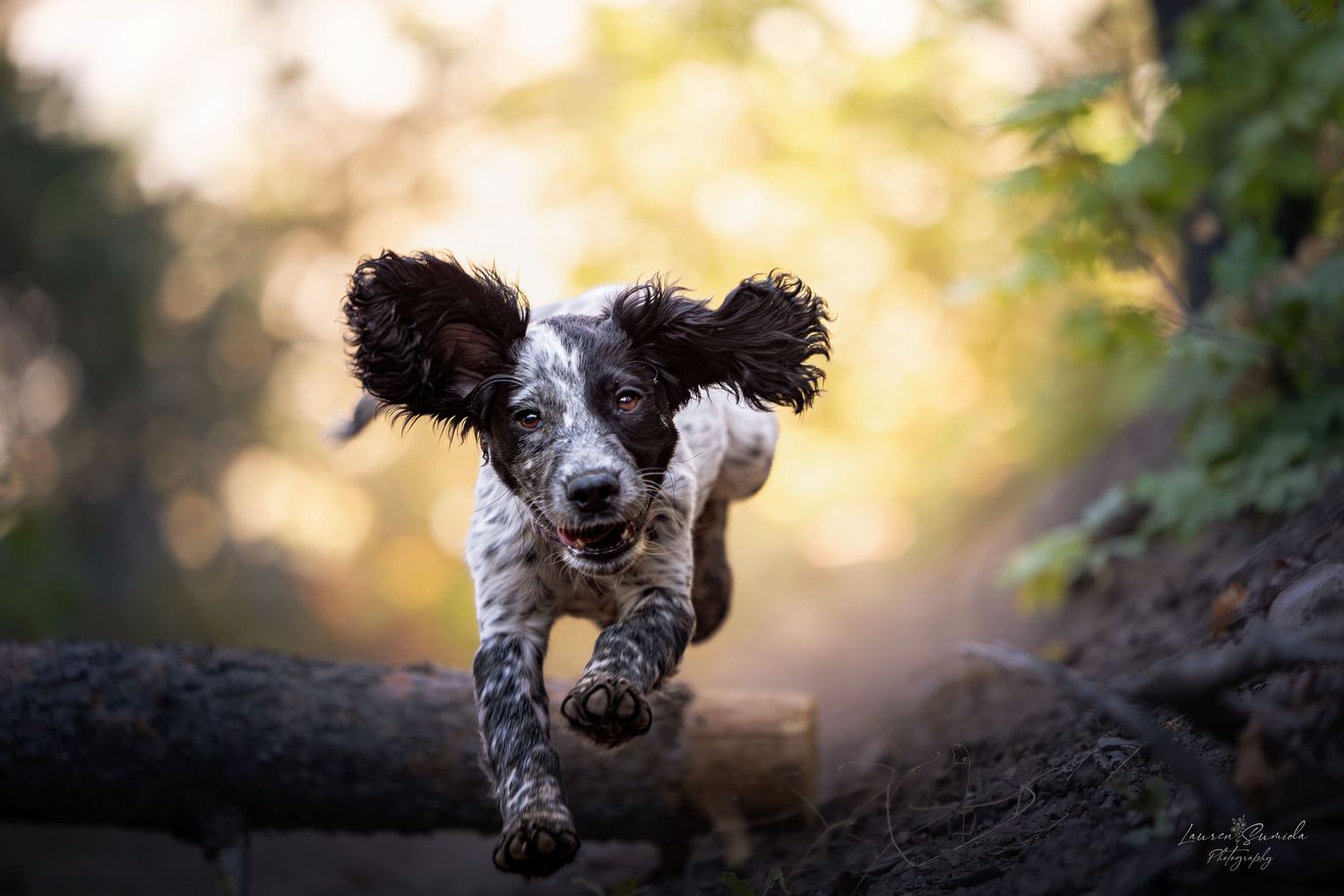 Adorable dogs playing together in a field during golden hour sunset.