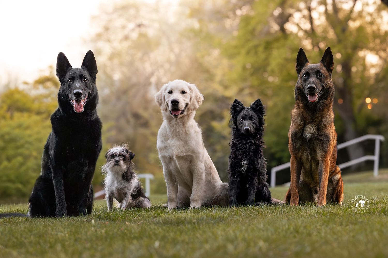 Five dogs of different breeds, including a black German Shepherd, a golden retriever, and a small terrier, sit together on a grassy lawn.
