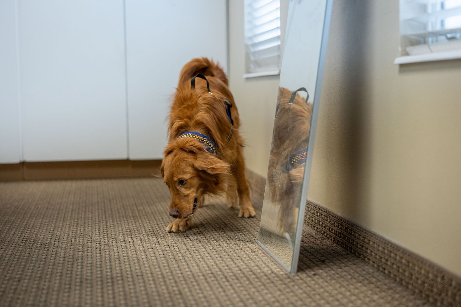 A golden retriever dog rests on the carpet next to a window.