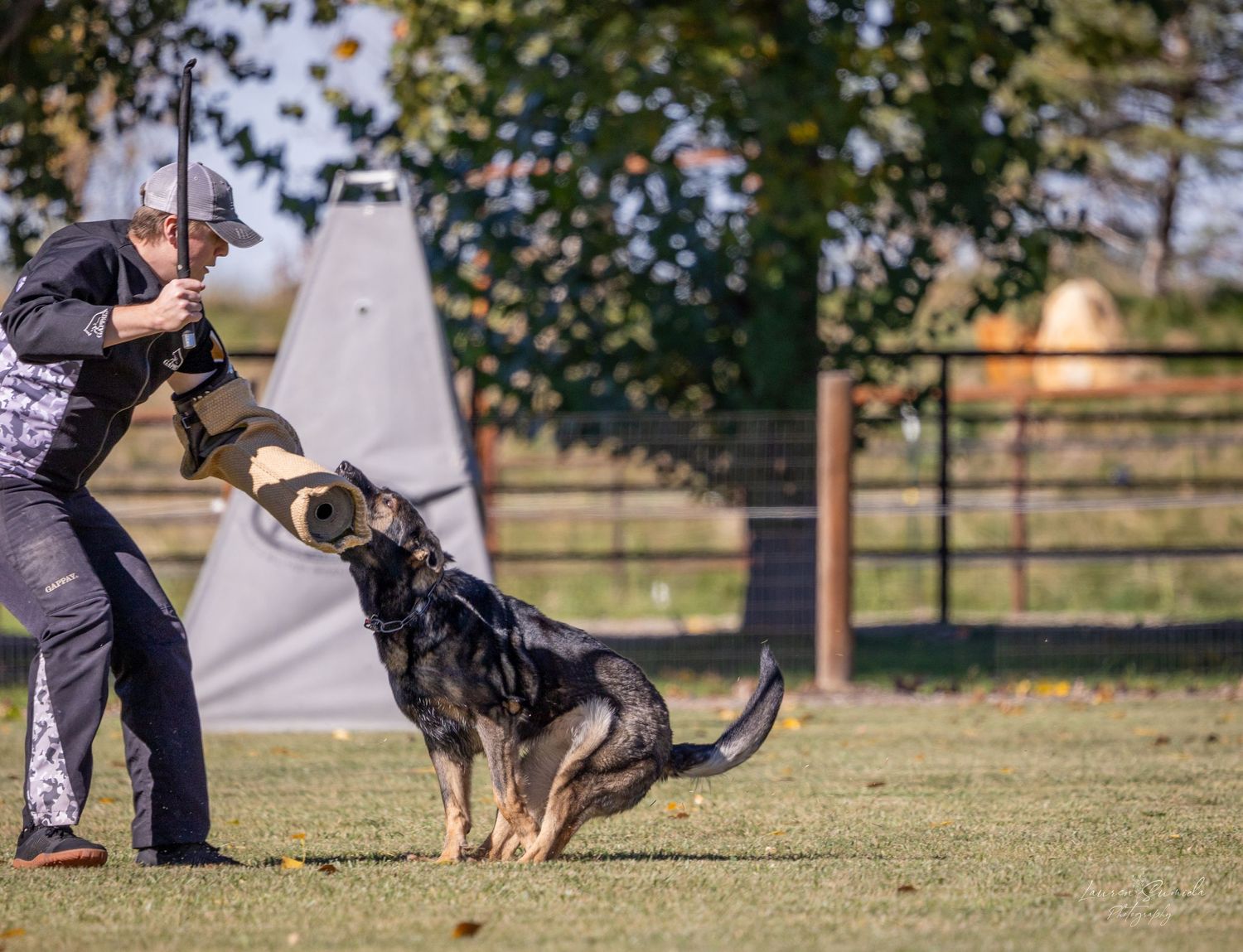 German Shepherd performing agility training with handlers on a sunny field.