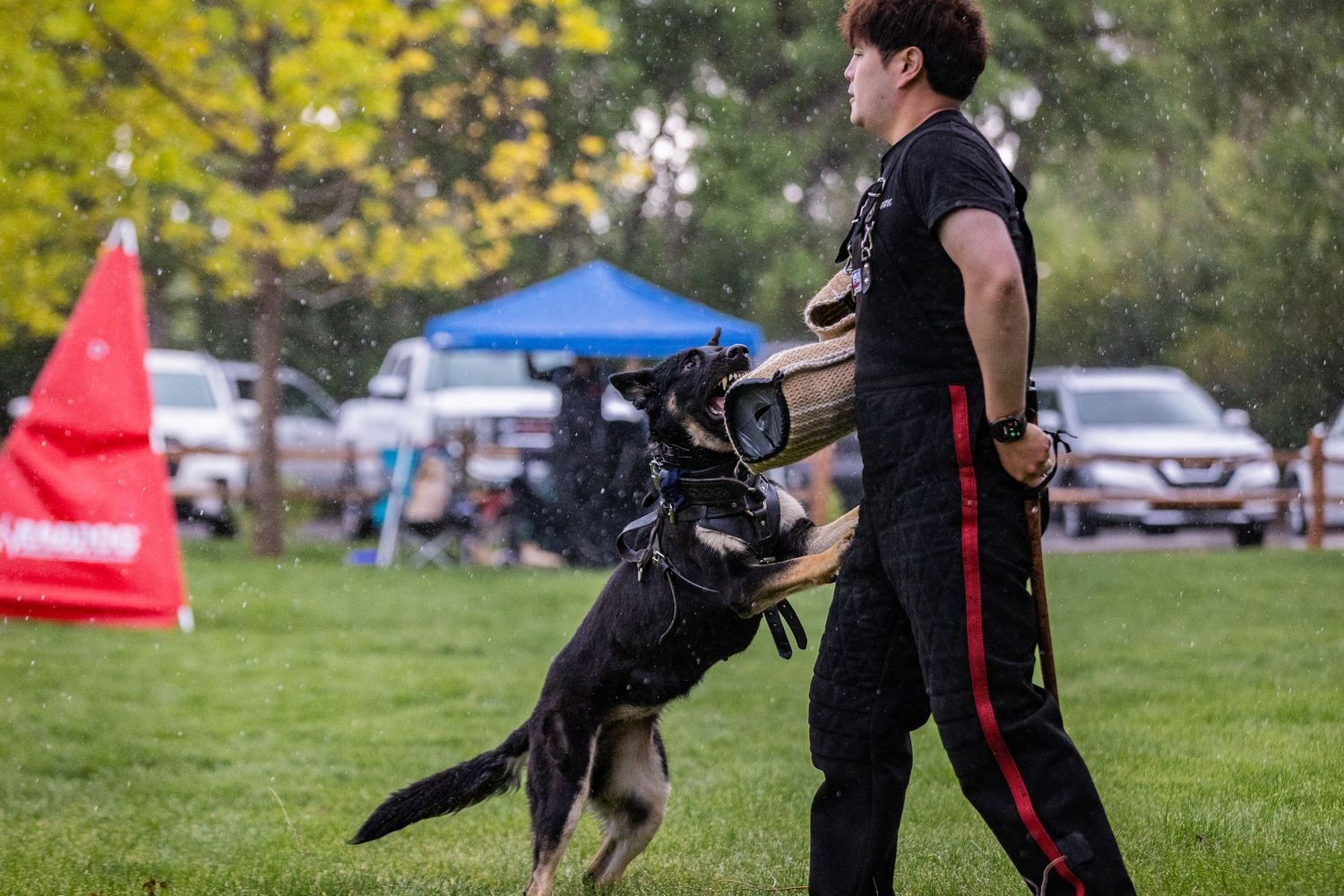 A German Shepherd dog leaps up during training exercises on a grassy field with tents in the background.