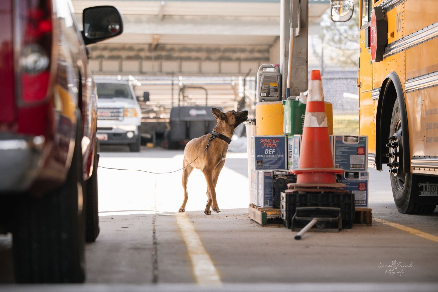 Working dog performing training exercises in covered bus parking area.