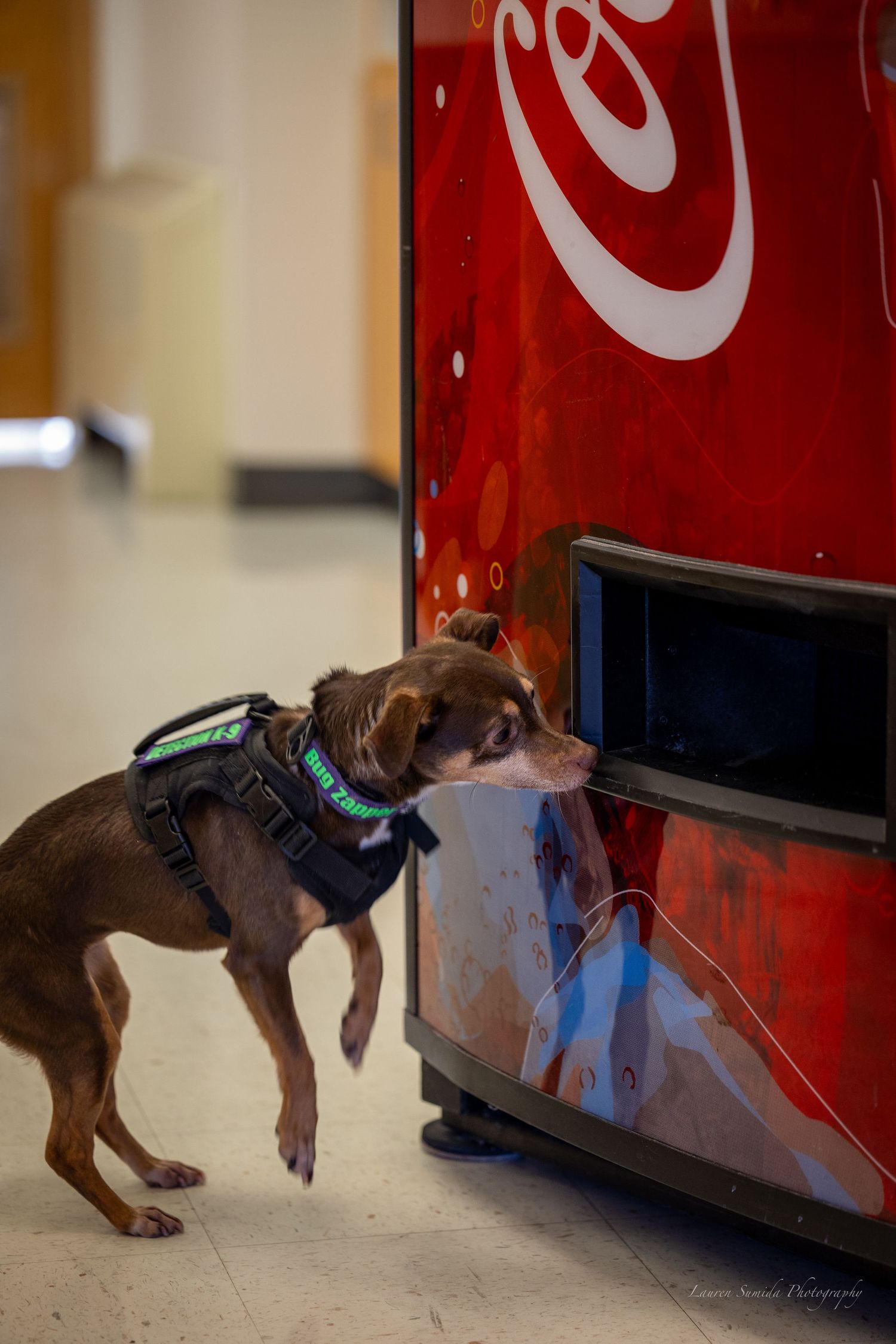 Brown dog investigating a red Coca-Cola vending machine.