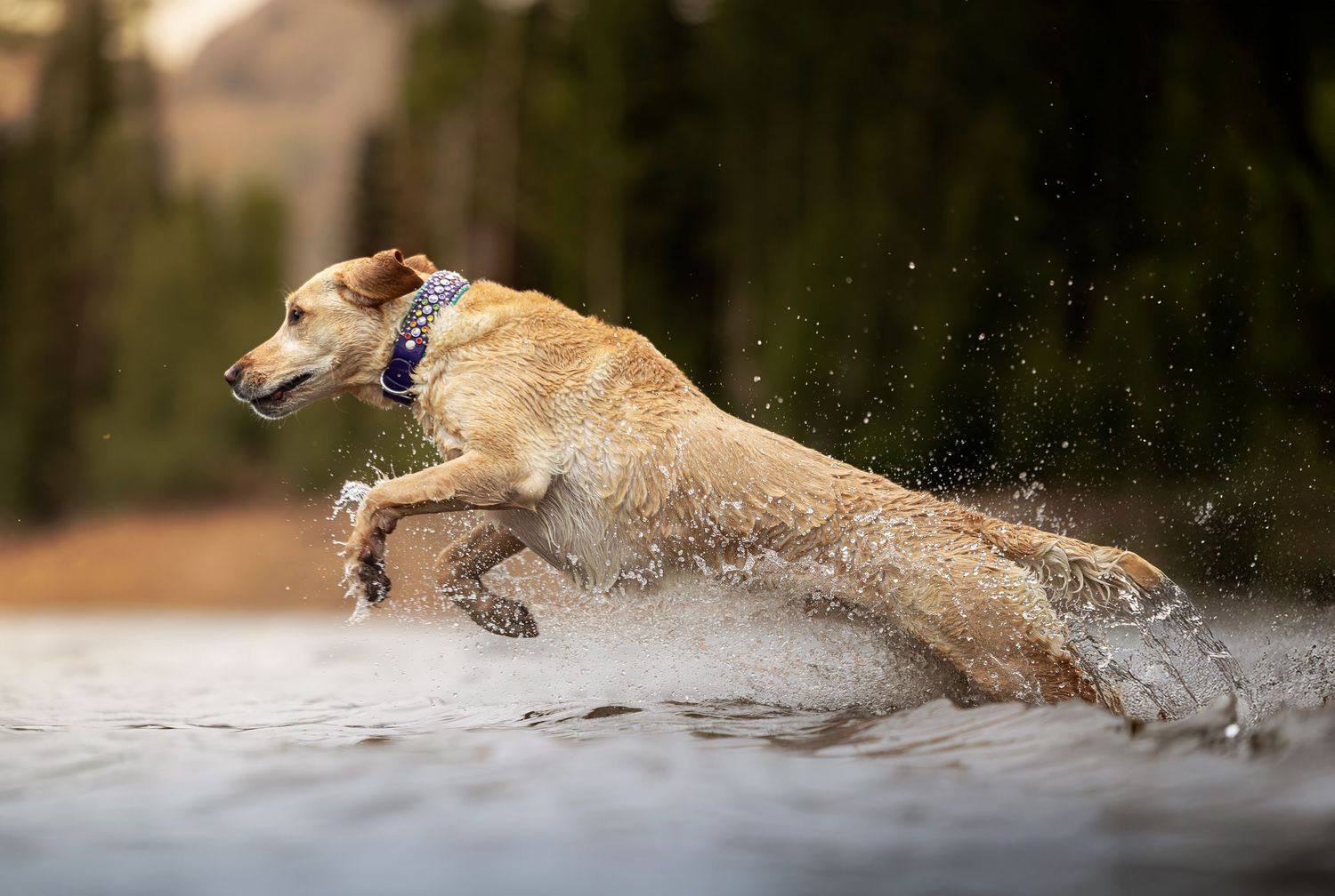Tan dog leaping through water with spray flying in outdoor setting.