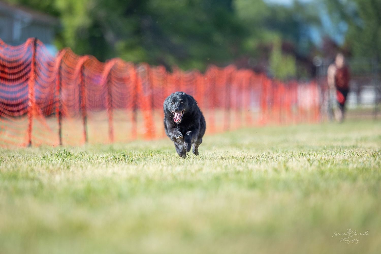 Black dog sprinting across grassy field with orange safety netting behind.