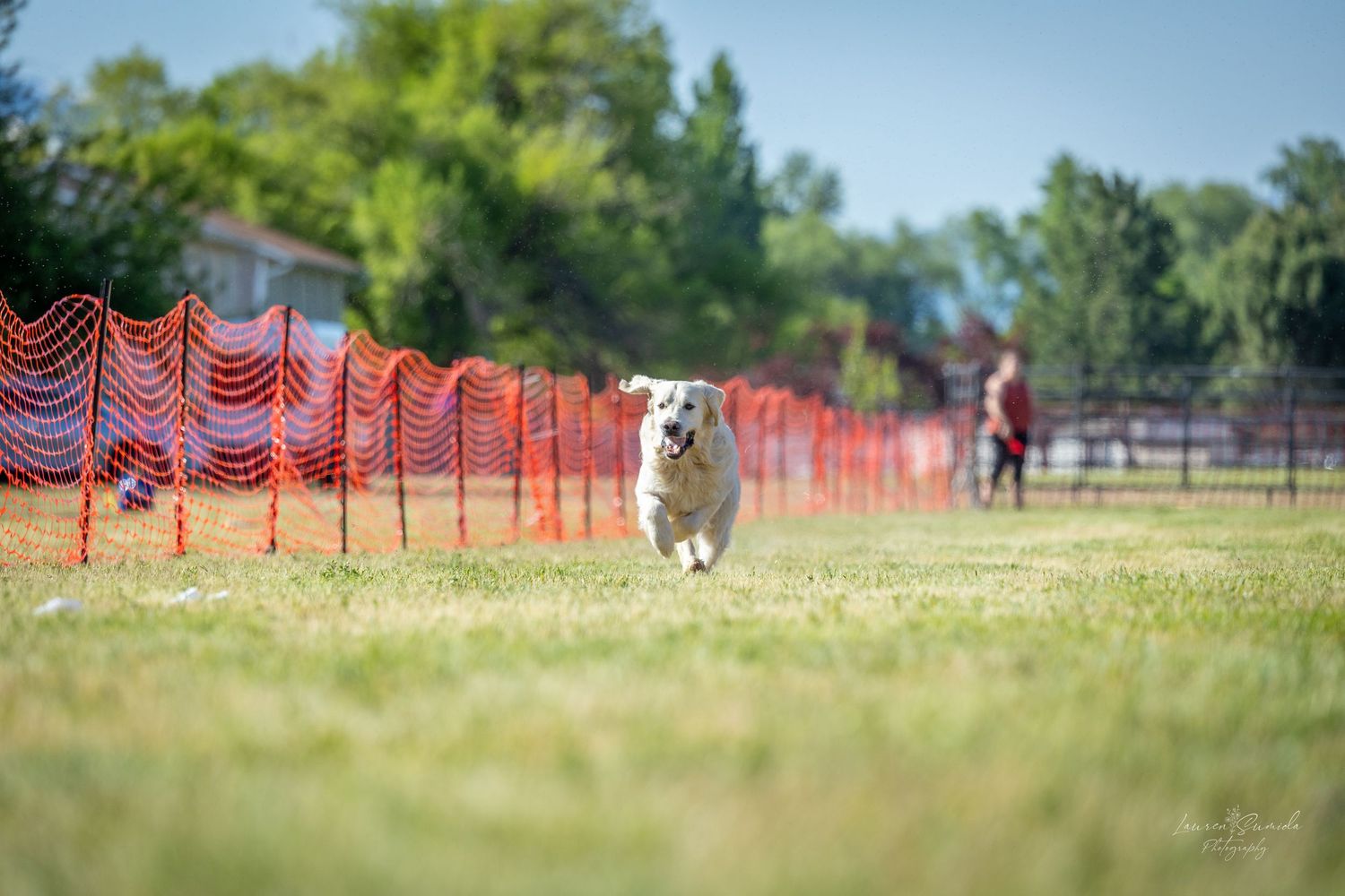 Energetic dog running at full speed through a fenced course area on grass.