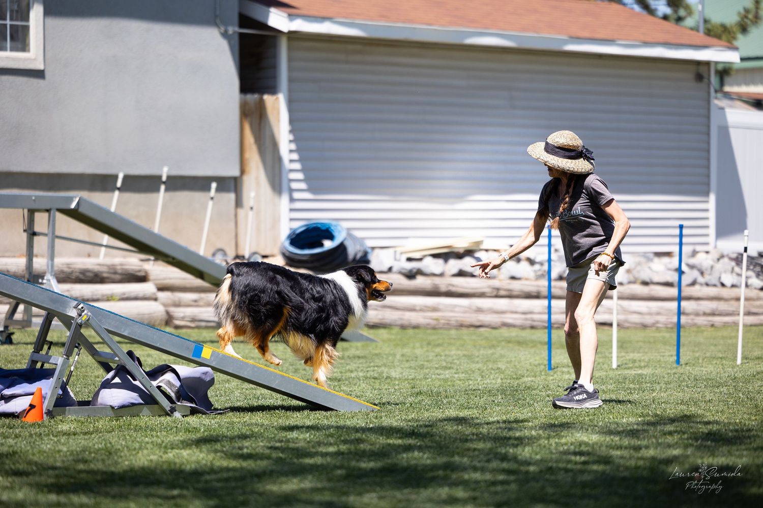 Dog agility training equipment lined up on green grass with buildings in the background.