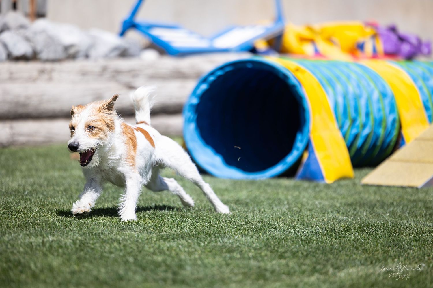White and tan dog running past blue agility tunnel on grass field.