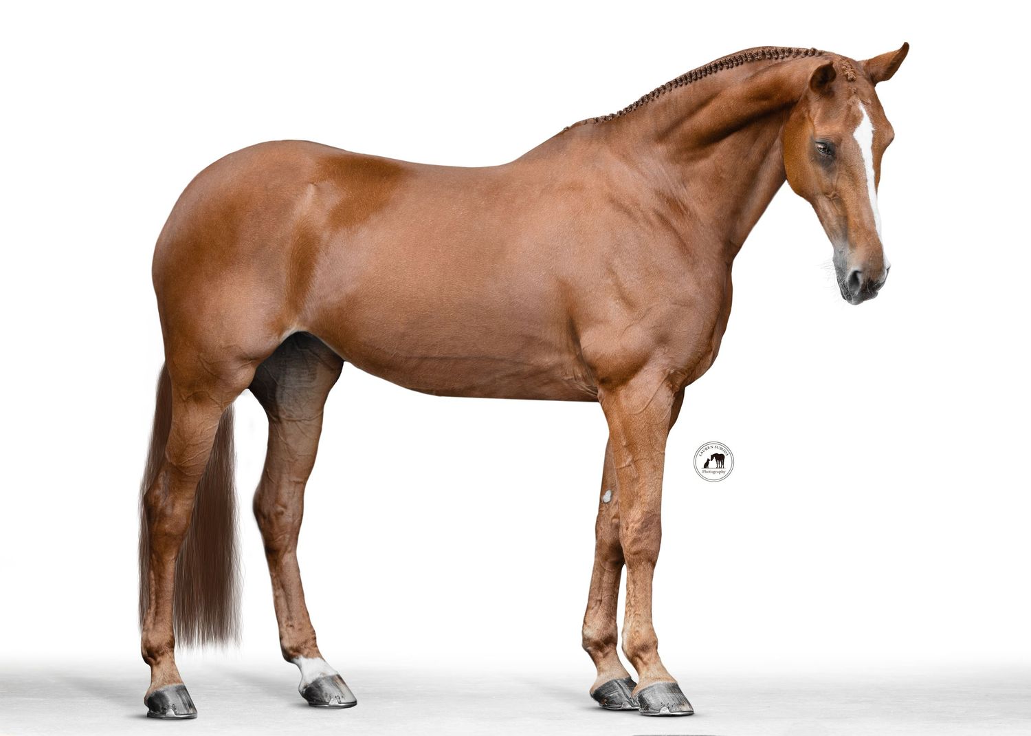 Multiple views of a brown horse showing different angles and poses in a seamless panoramic sequence.