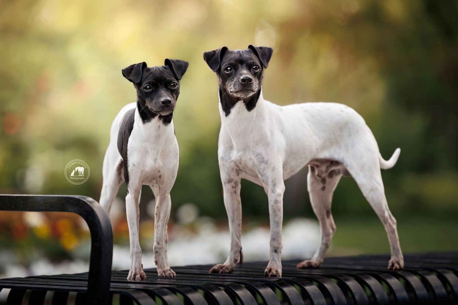 Two white and black Rat Terrier dogs stand side by side on a park bench with alert expressions against a softly blurred autumn background.