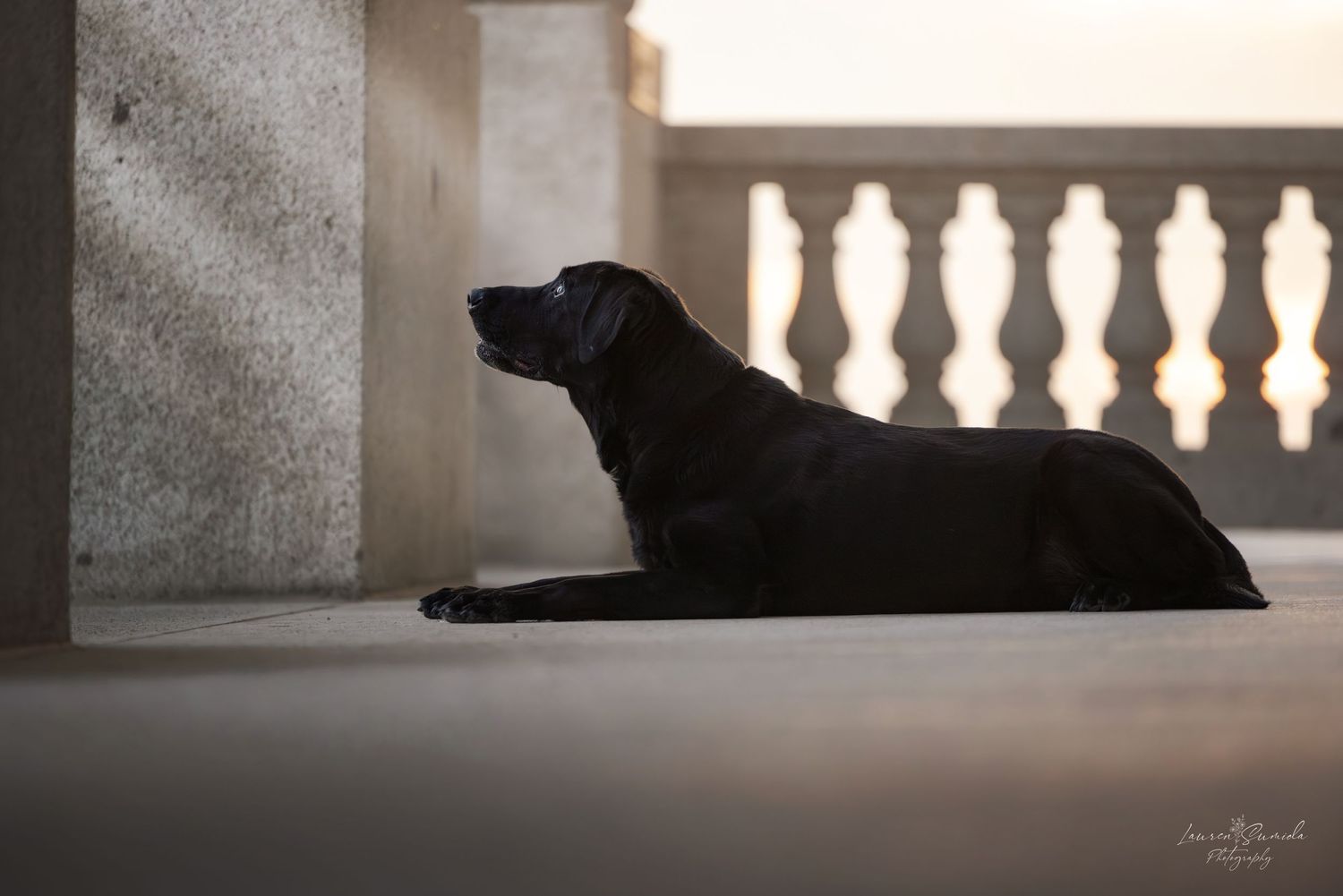 Black dog resting on stone balcony with dramatic backlighting.