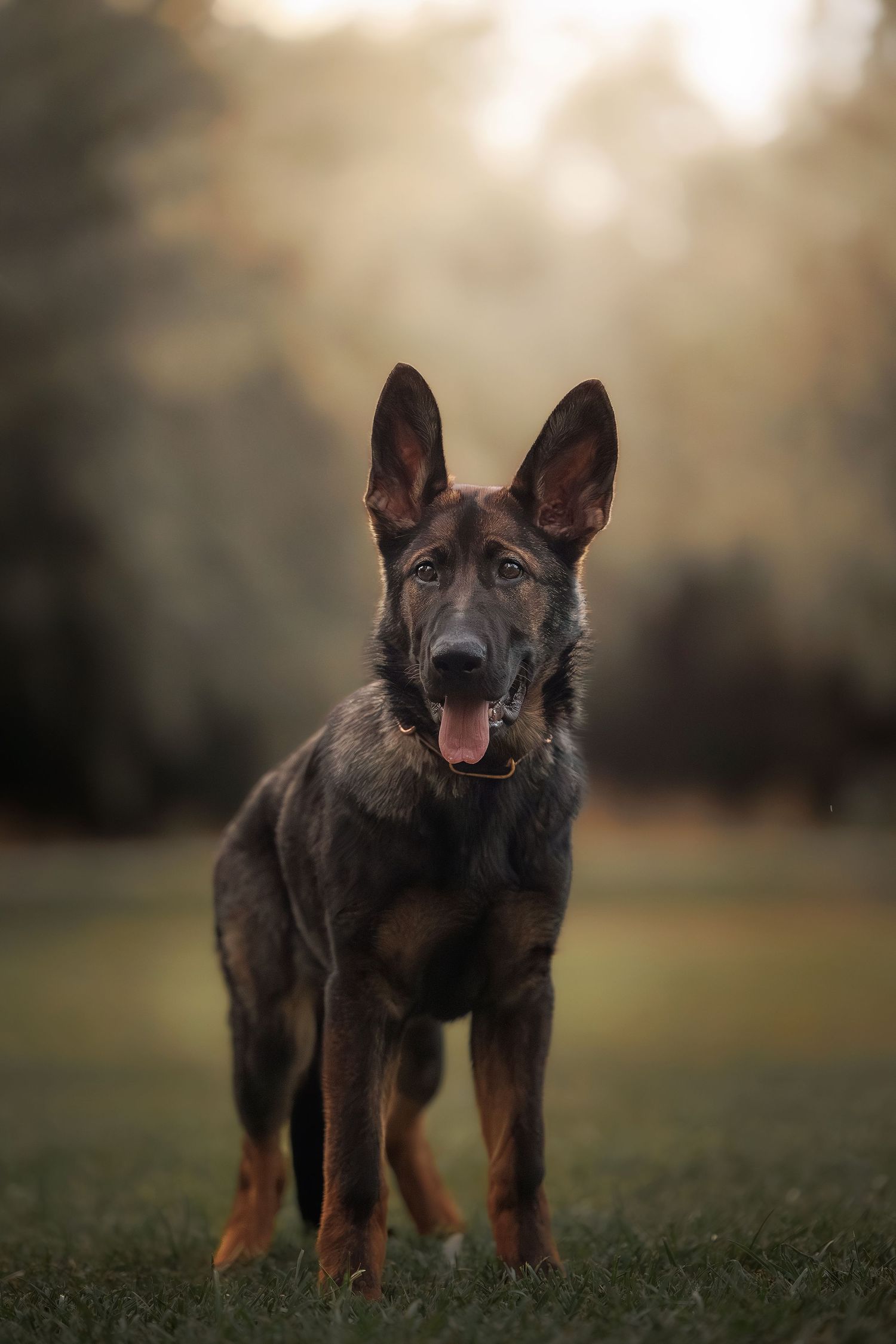 German Shepherd puppy standing in grass with alert ears during golden hour lighting.