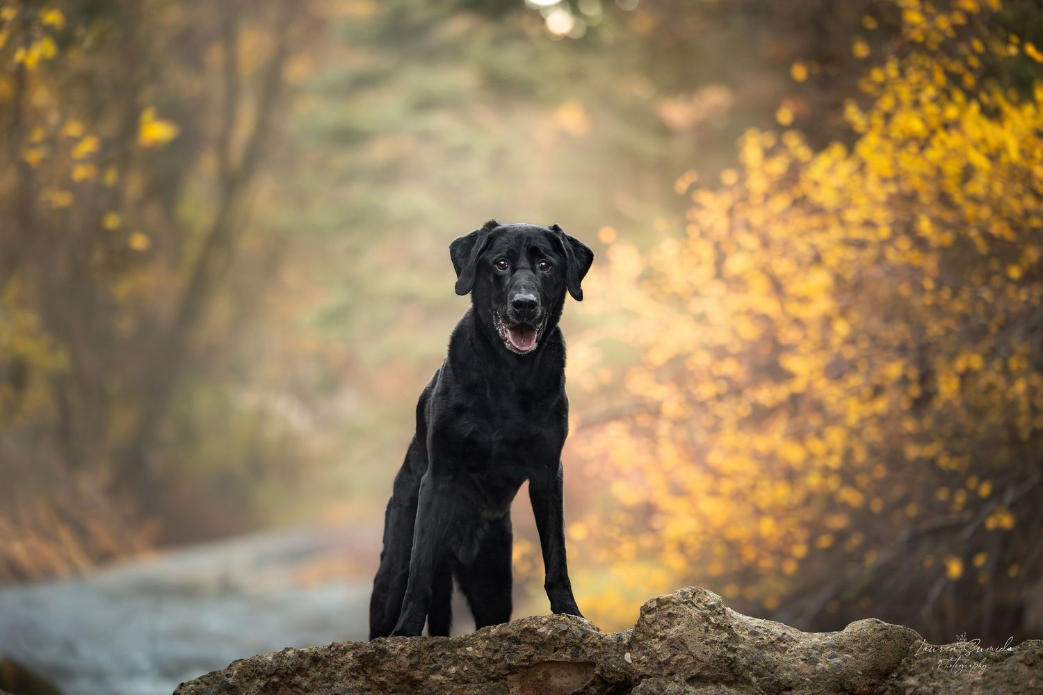 Black Labrador standing proudly on a rock with golden fall foliage behind.