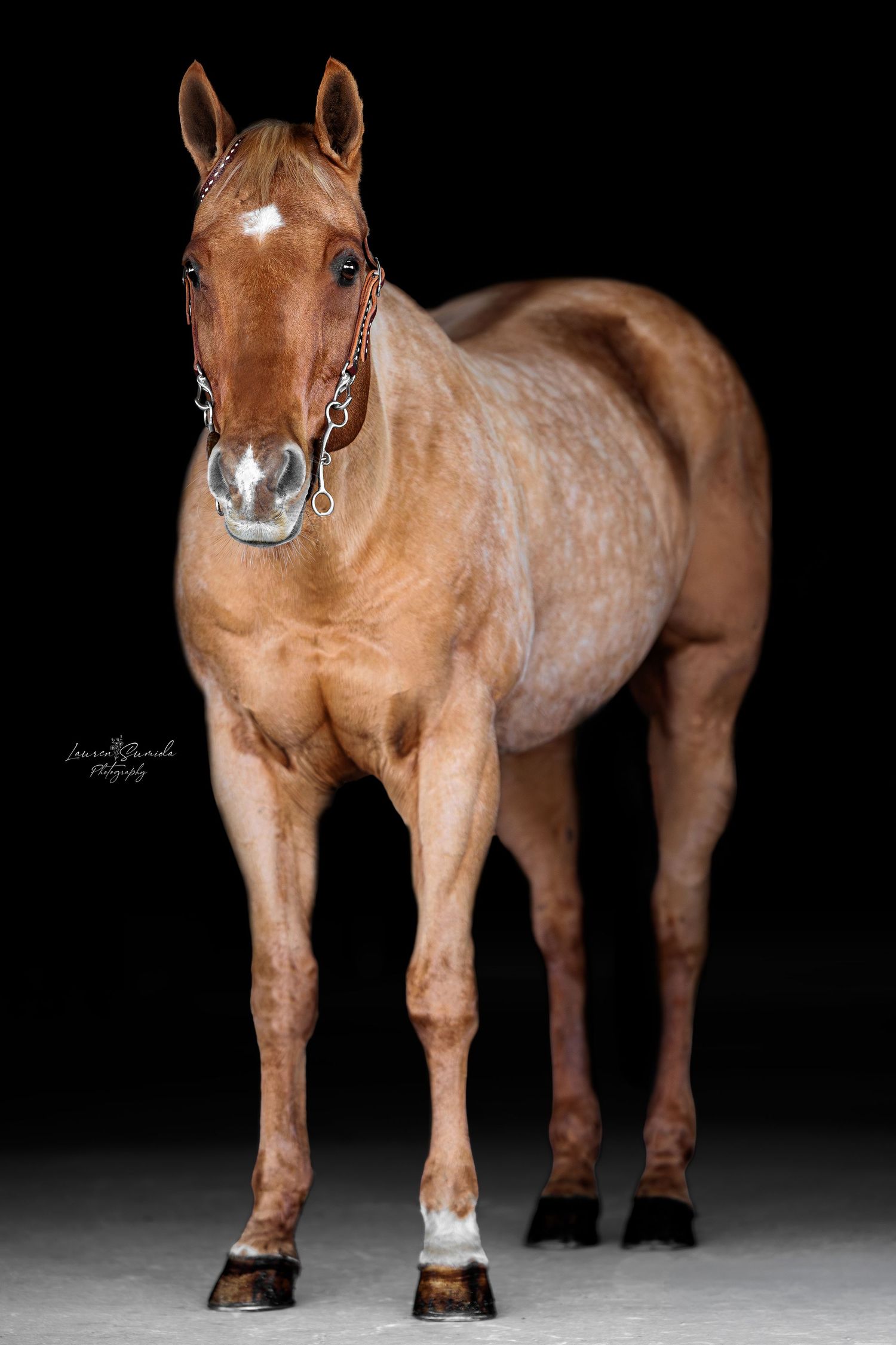 Reddish-brown horse with white markings photographed in studio against black backdrop.
